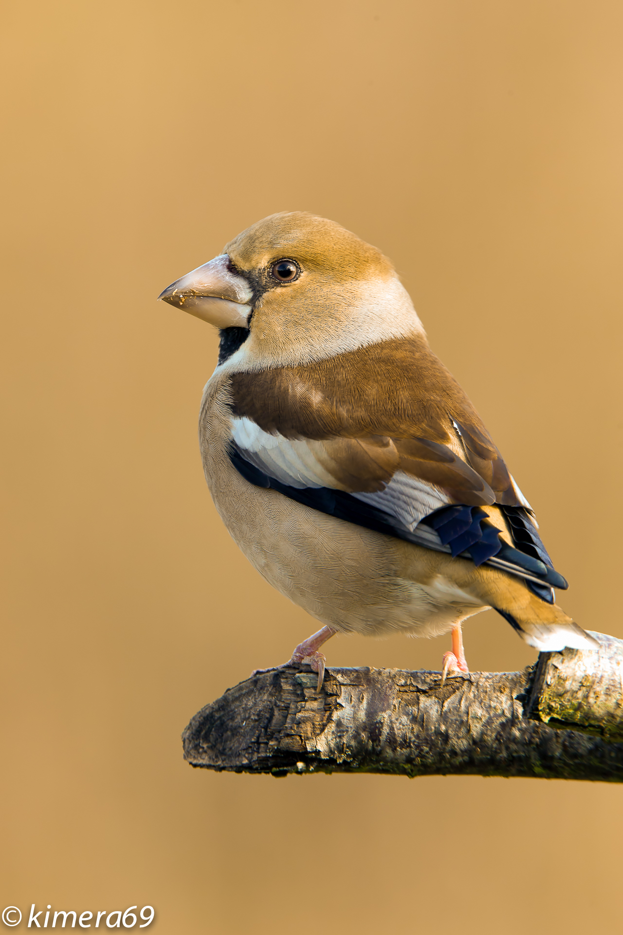 Hawfinch
