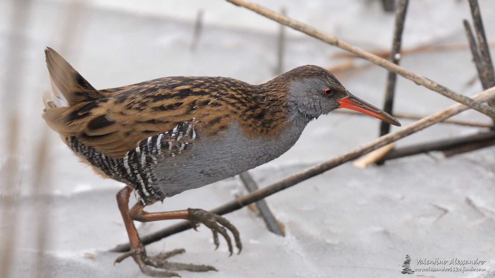 I giorni del porciglione