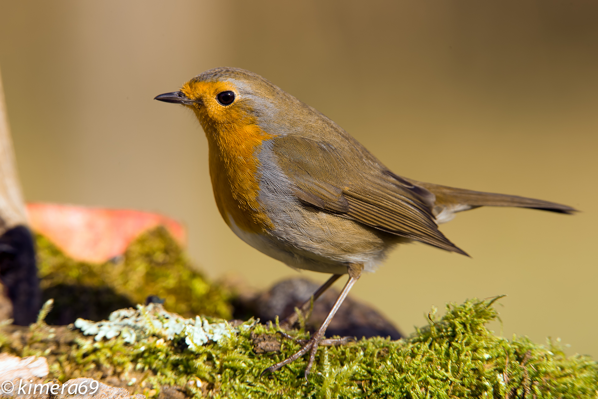 Erithacus rubecula
