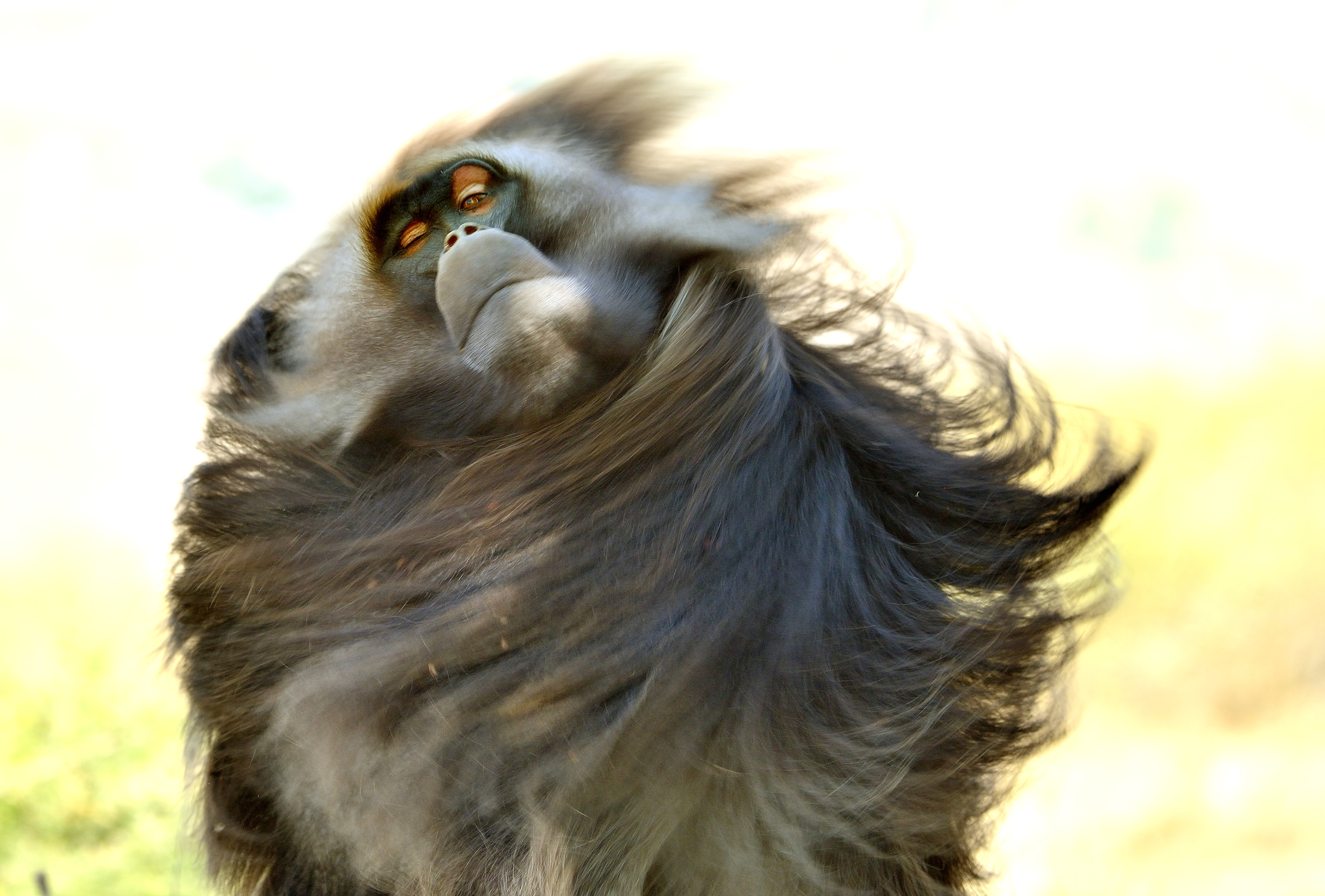 Etiopia 2015 - Gelada baboon