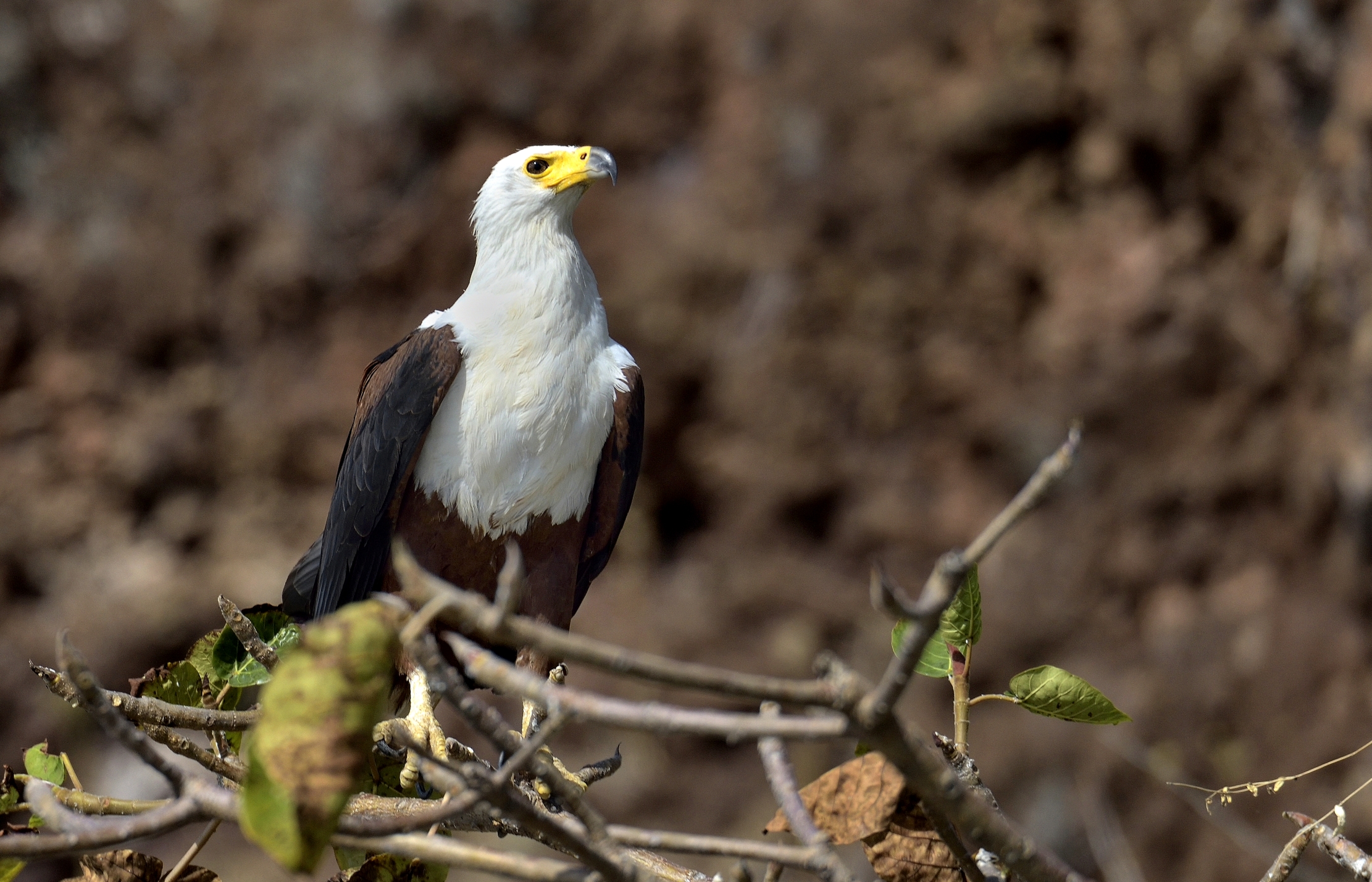 Etiopia 2015 - Fisch eagle