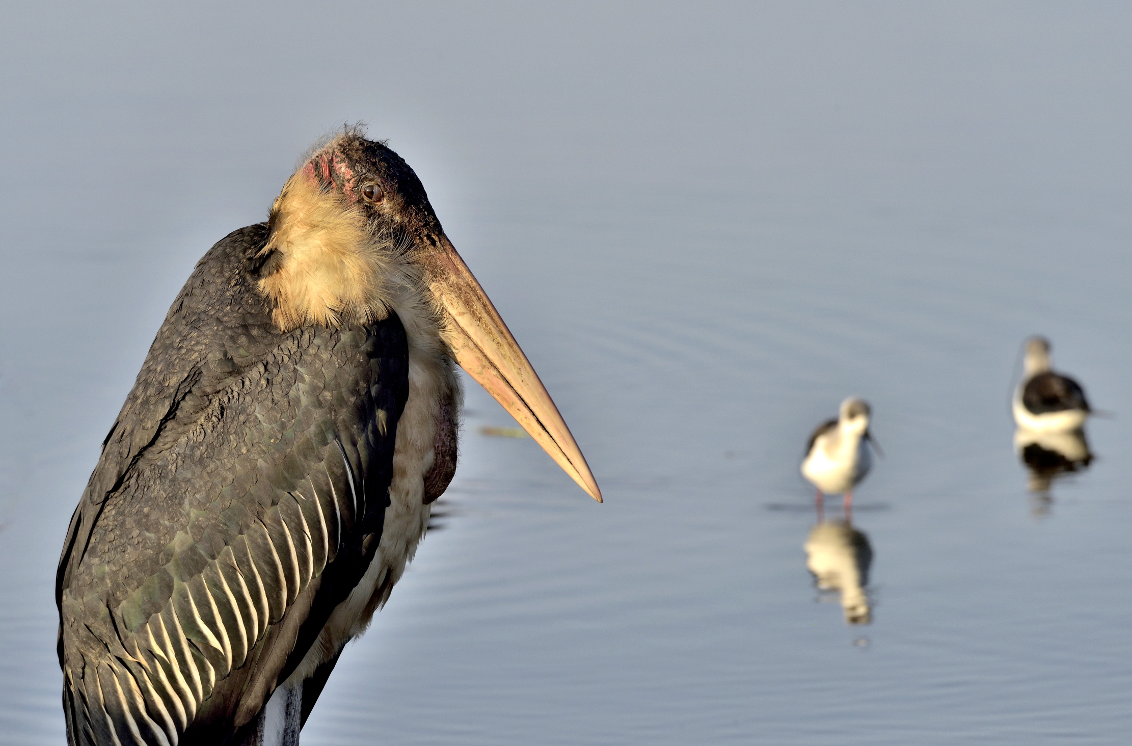 Etiopia 2015 - Marabu sul lago Hawassa