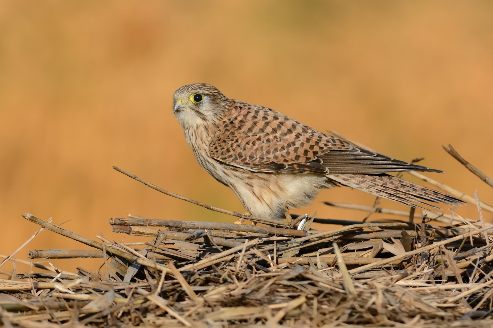 Kestrel.