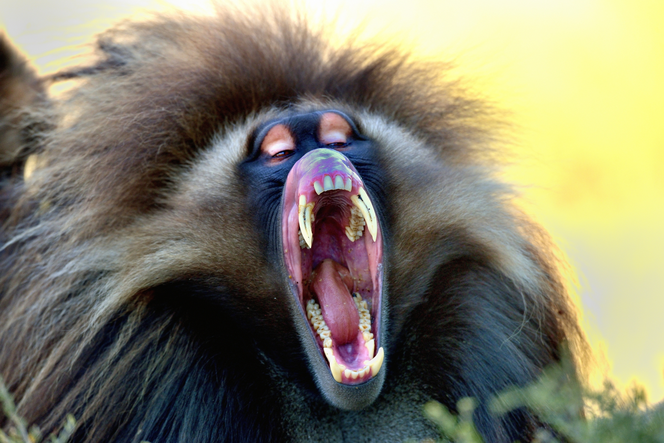 Etiopia 2015 - Gelada baboon