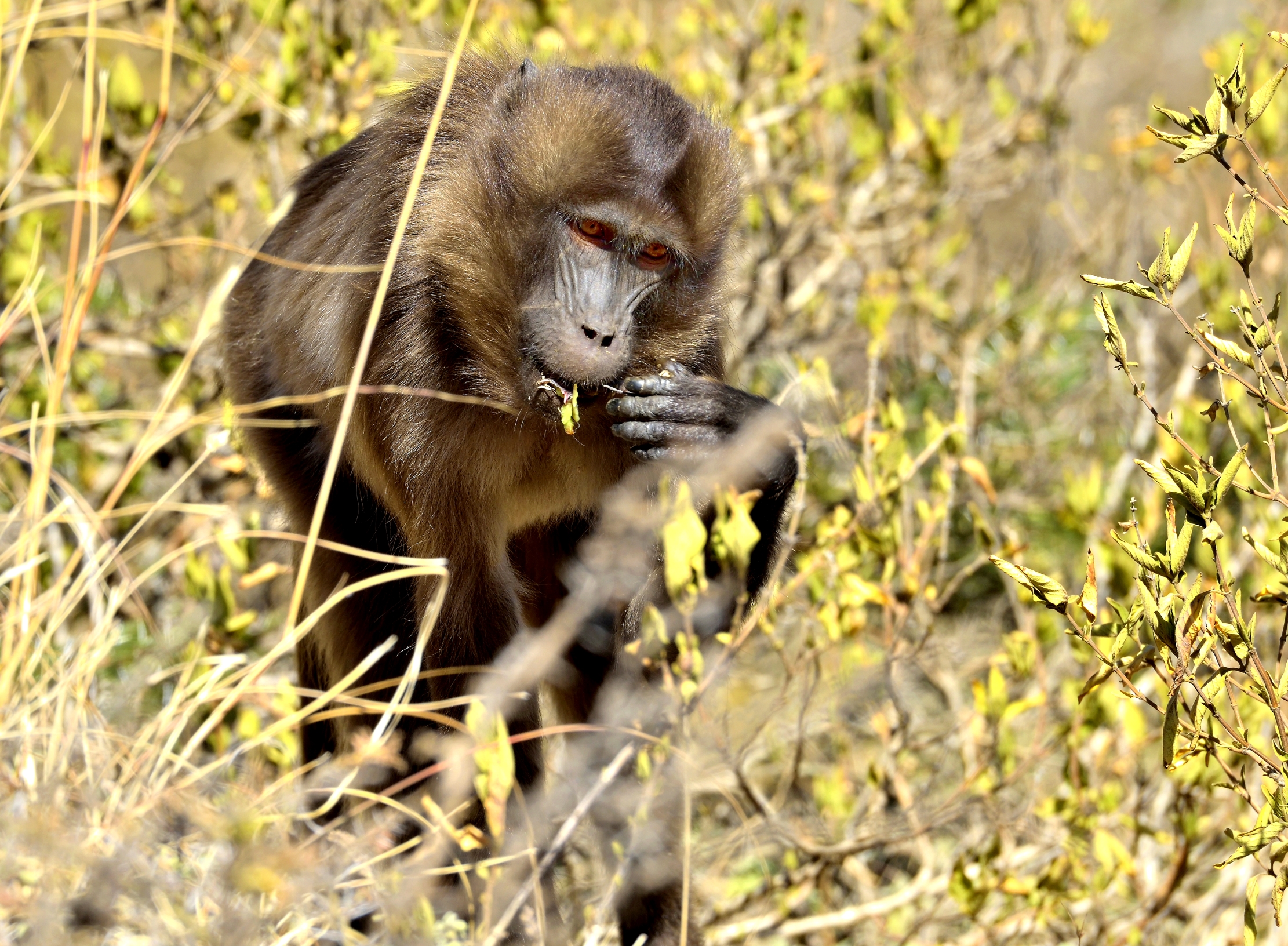 Etiopia 2015 - Femmina di Gelada baboon