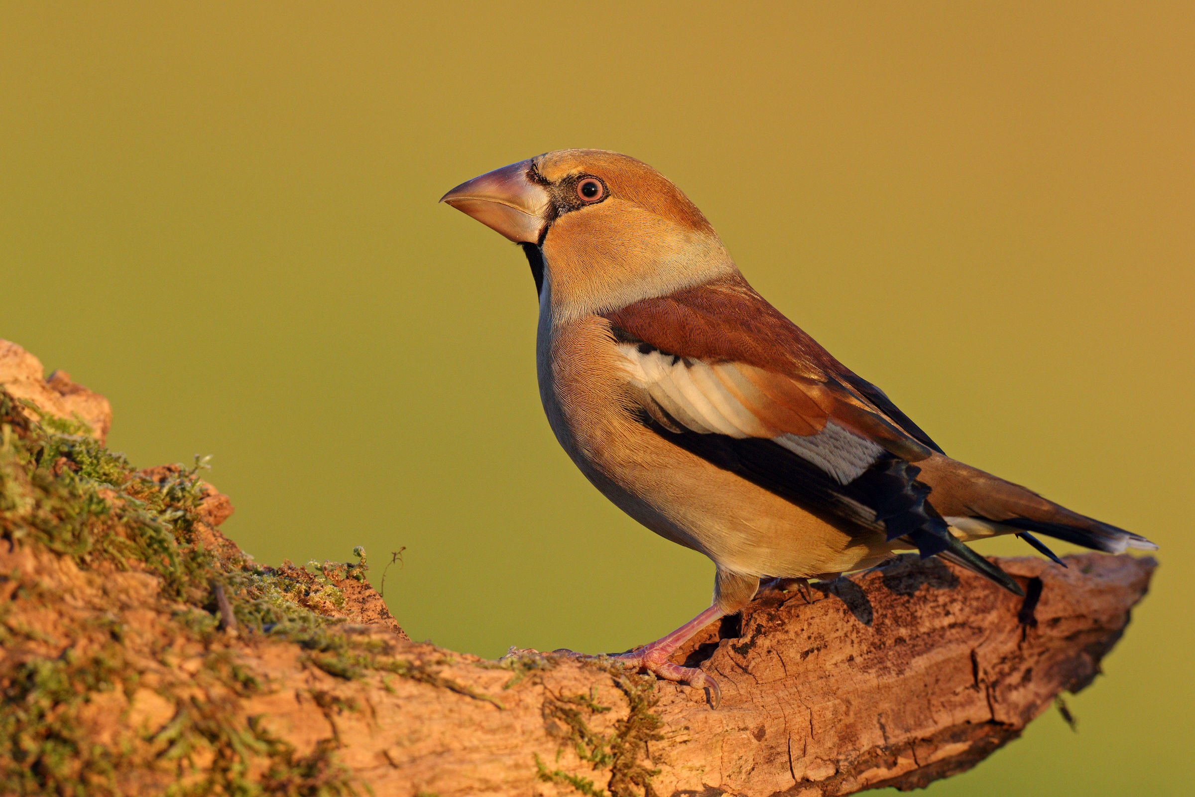 Hawfinch