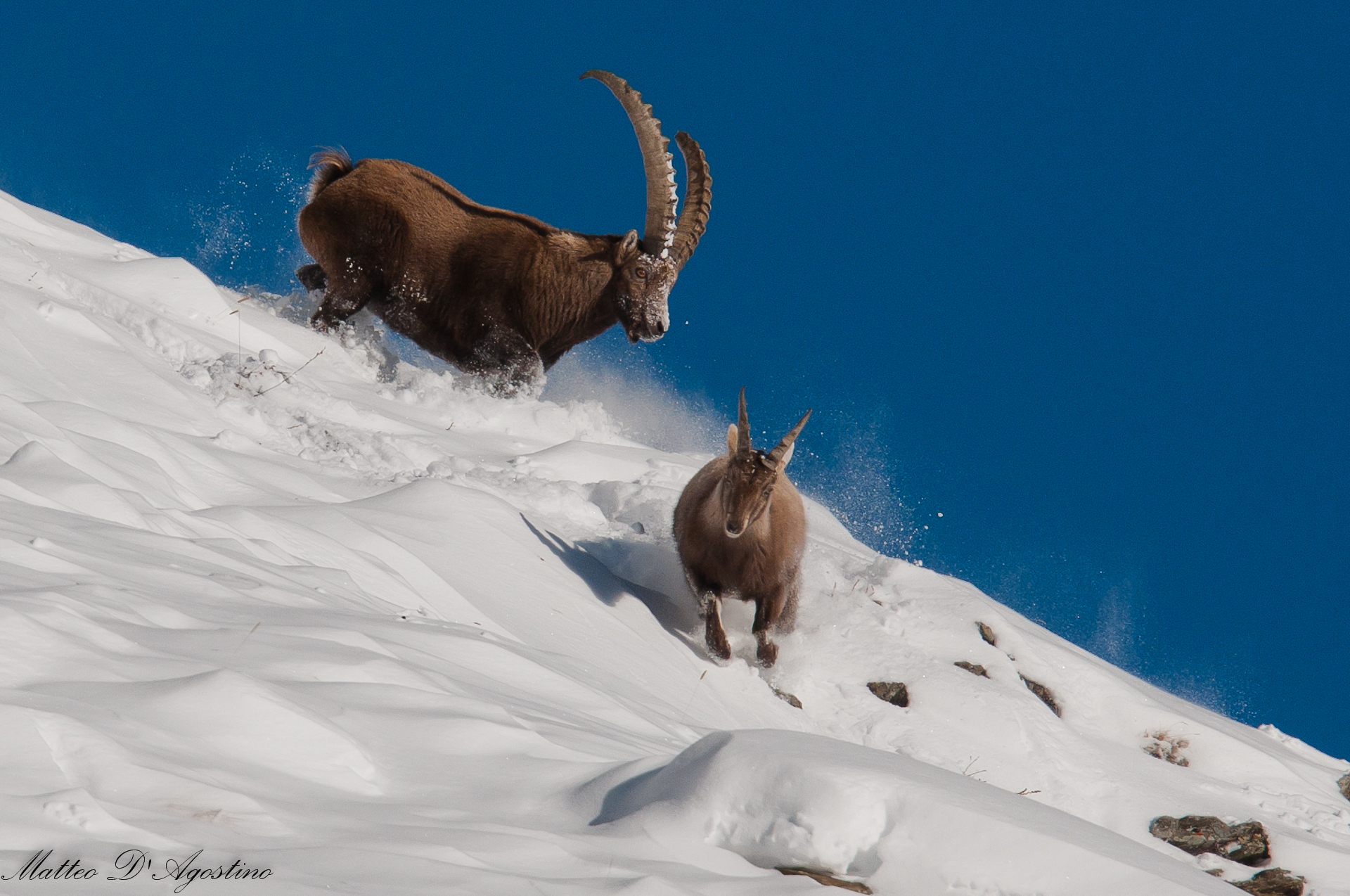 Corri corri che ti prendo!