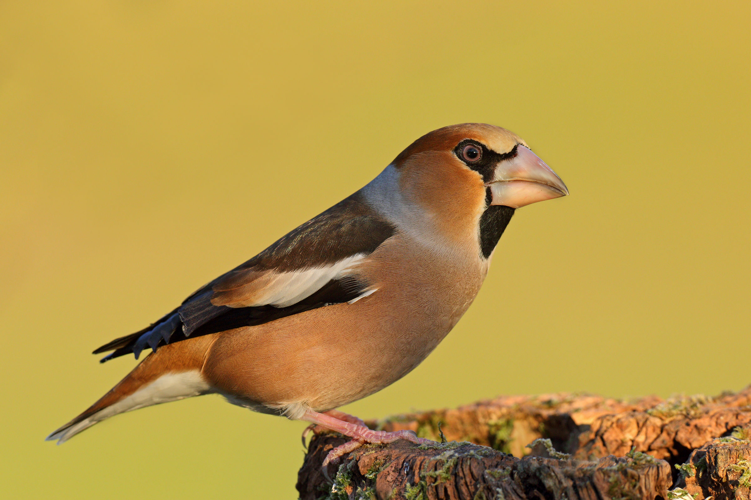 Hawfinch