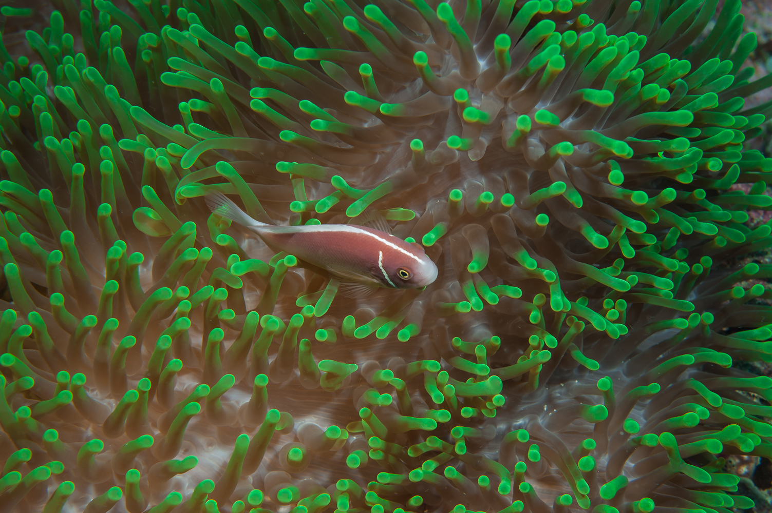 amphiprion perideraion