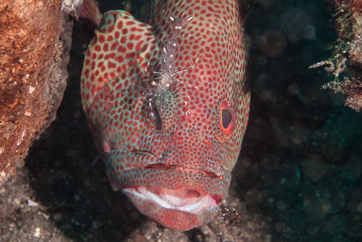 cephalopholis sonnerati