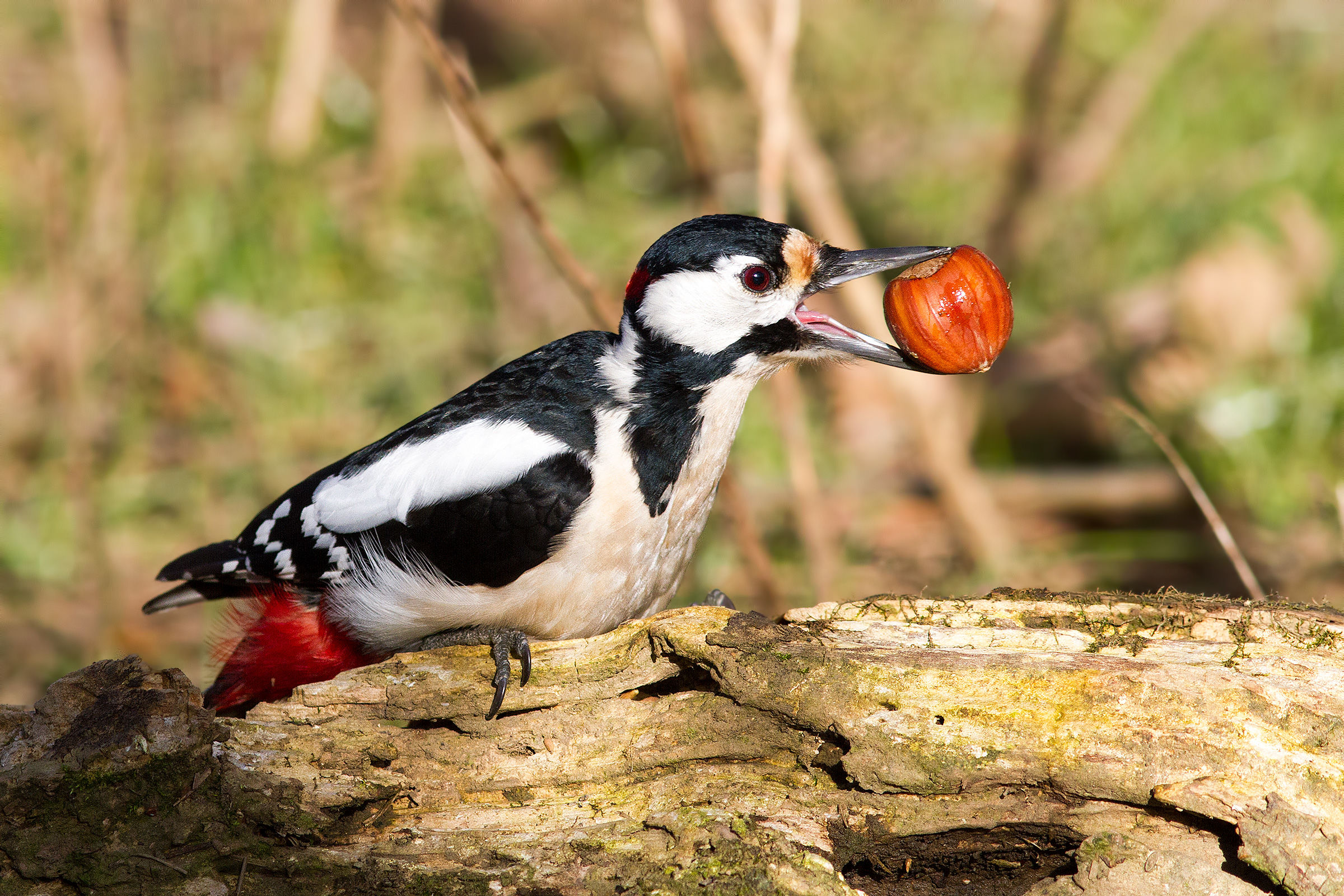 Picchio Rosso Maggiore