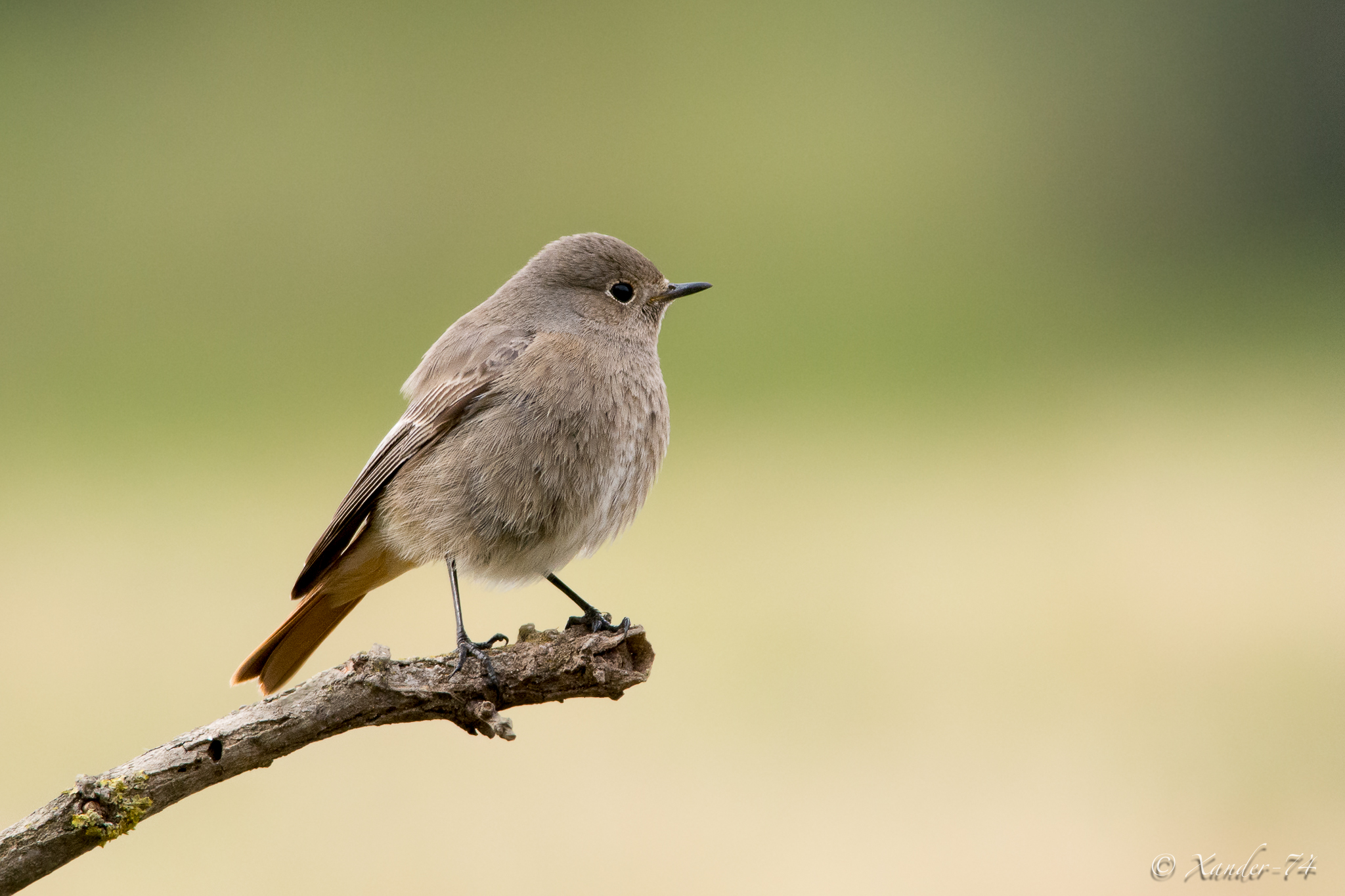 Codirosso Spazzacamino (femmina o giovane)