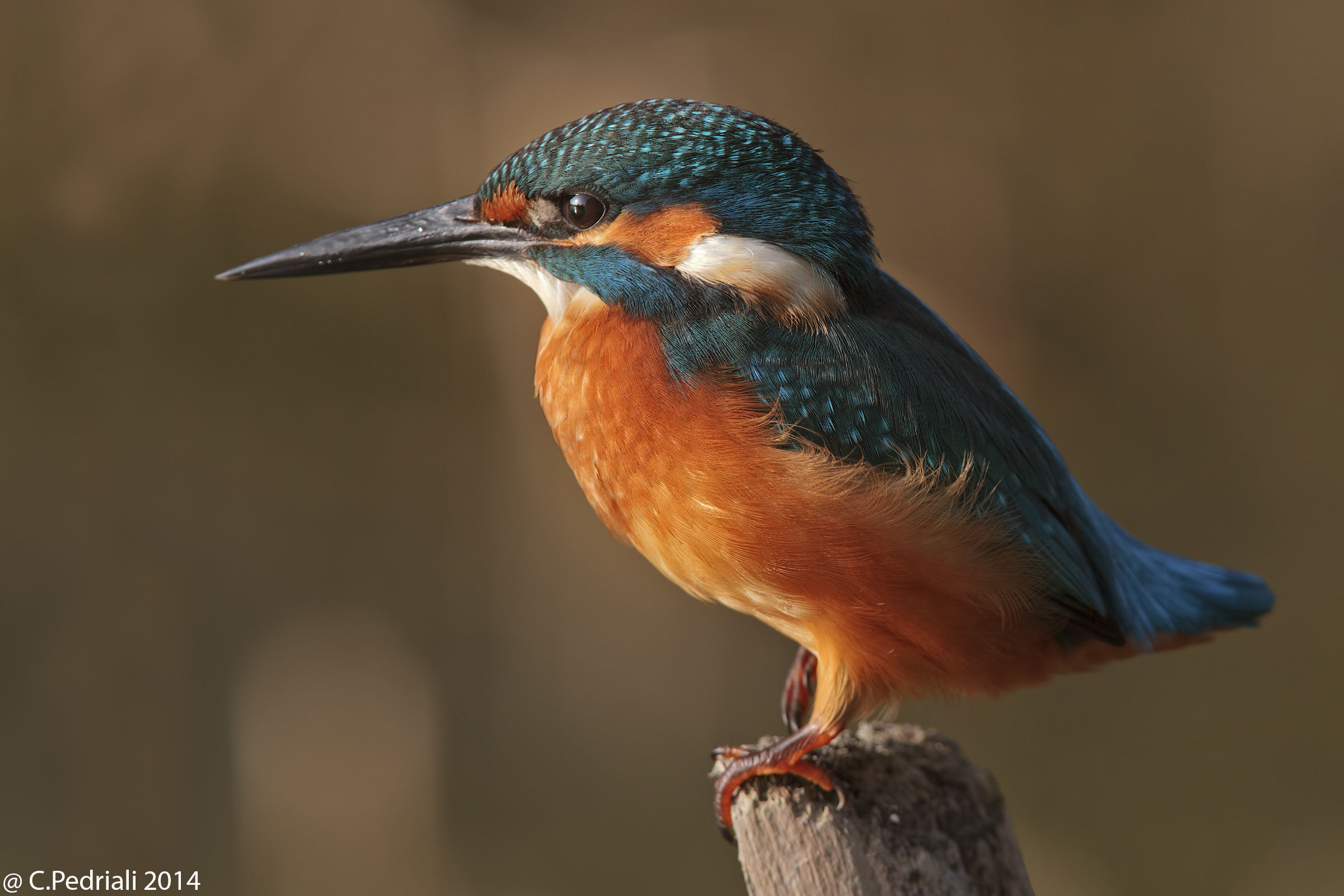 Kingfisher .... close by ....