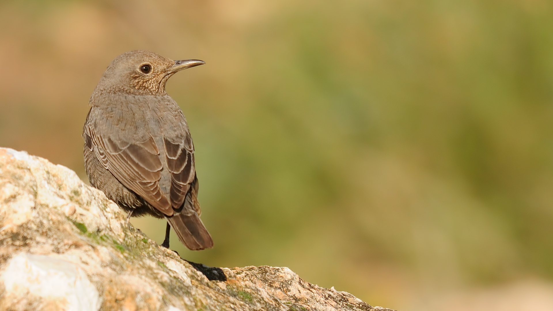 Monticola solitarius » Blue rock thrush