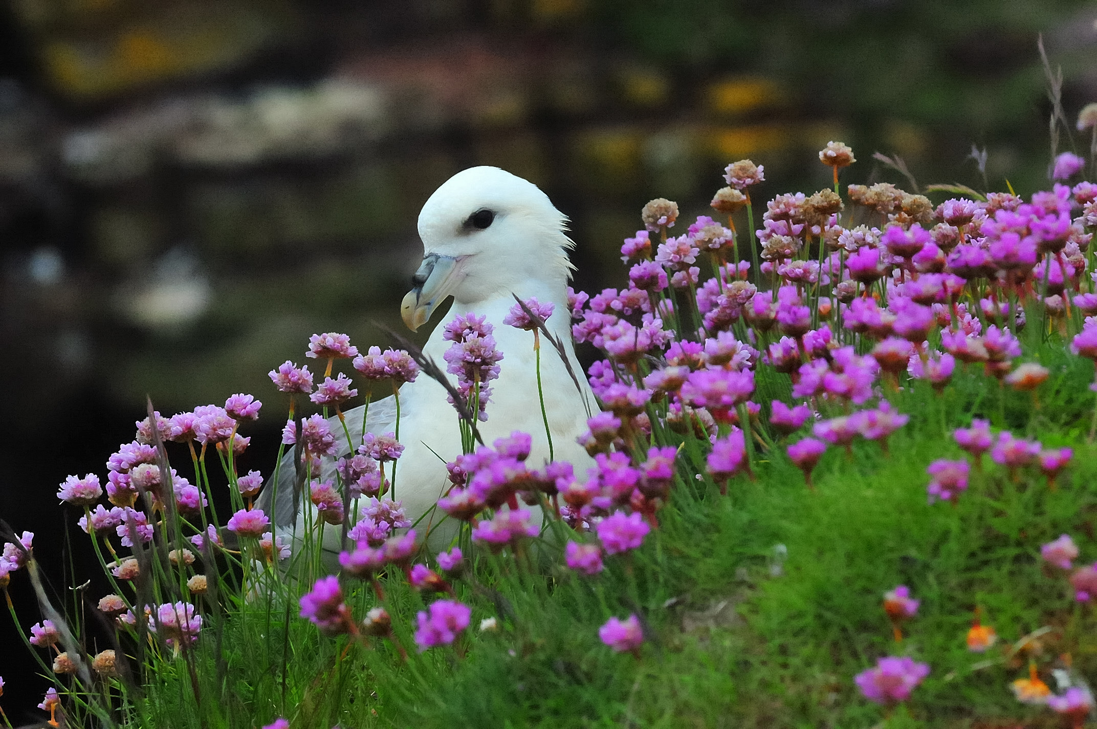 Dunnet Head: Seagull in the flowers