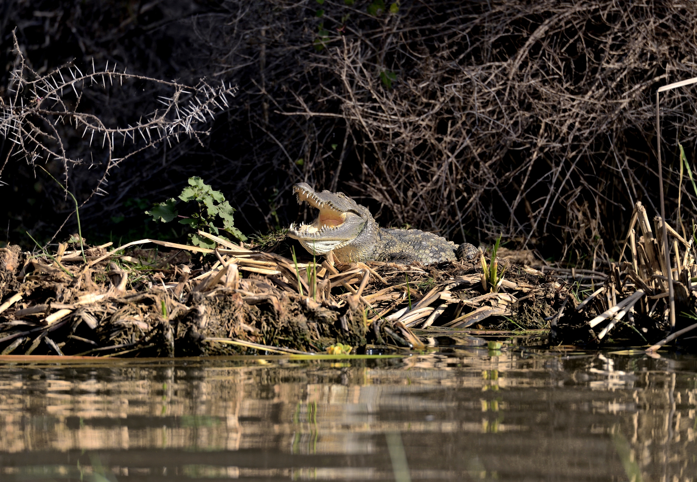 Etiopia 2015 - Pellicani sul lago Zwai