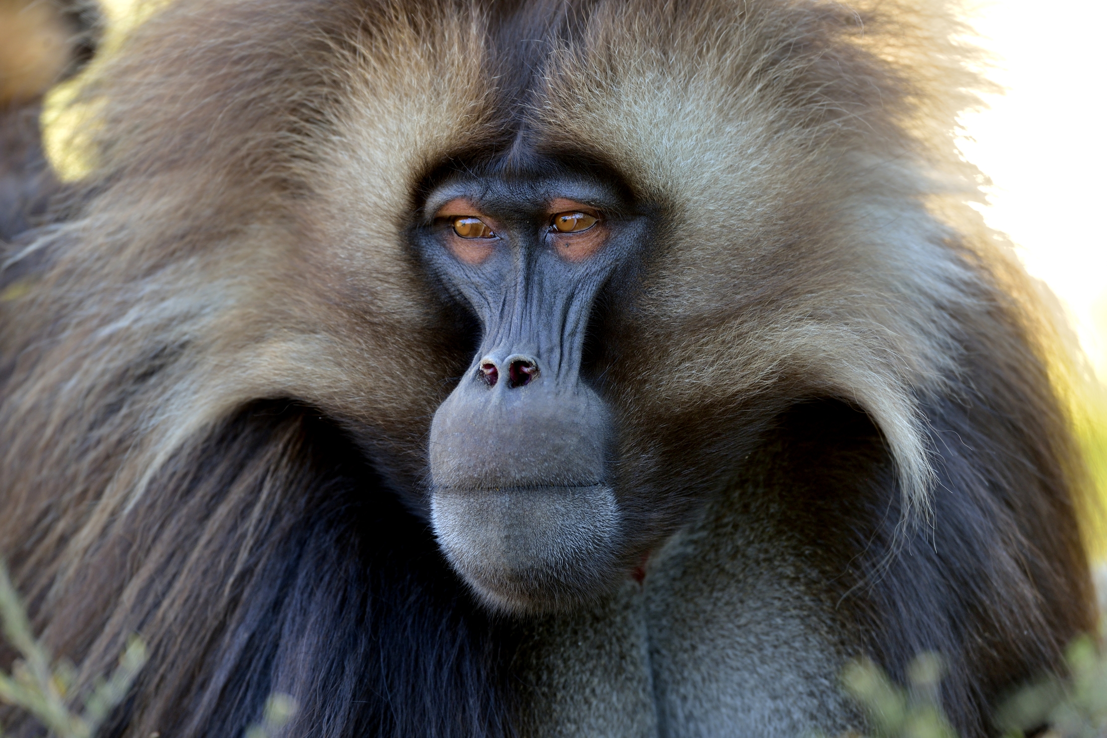 Etiopia 2015 - Gelada baboon