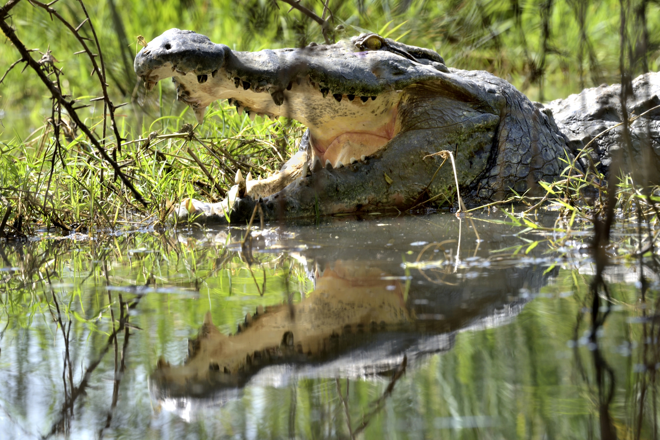 Etiopia 2015 - Cocco sul lago Chamo