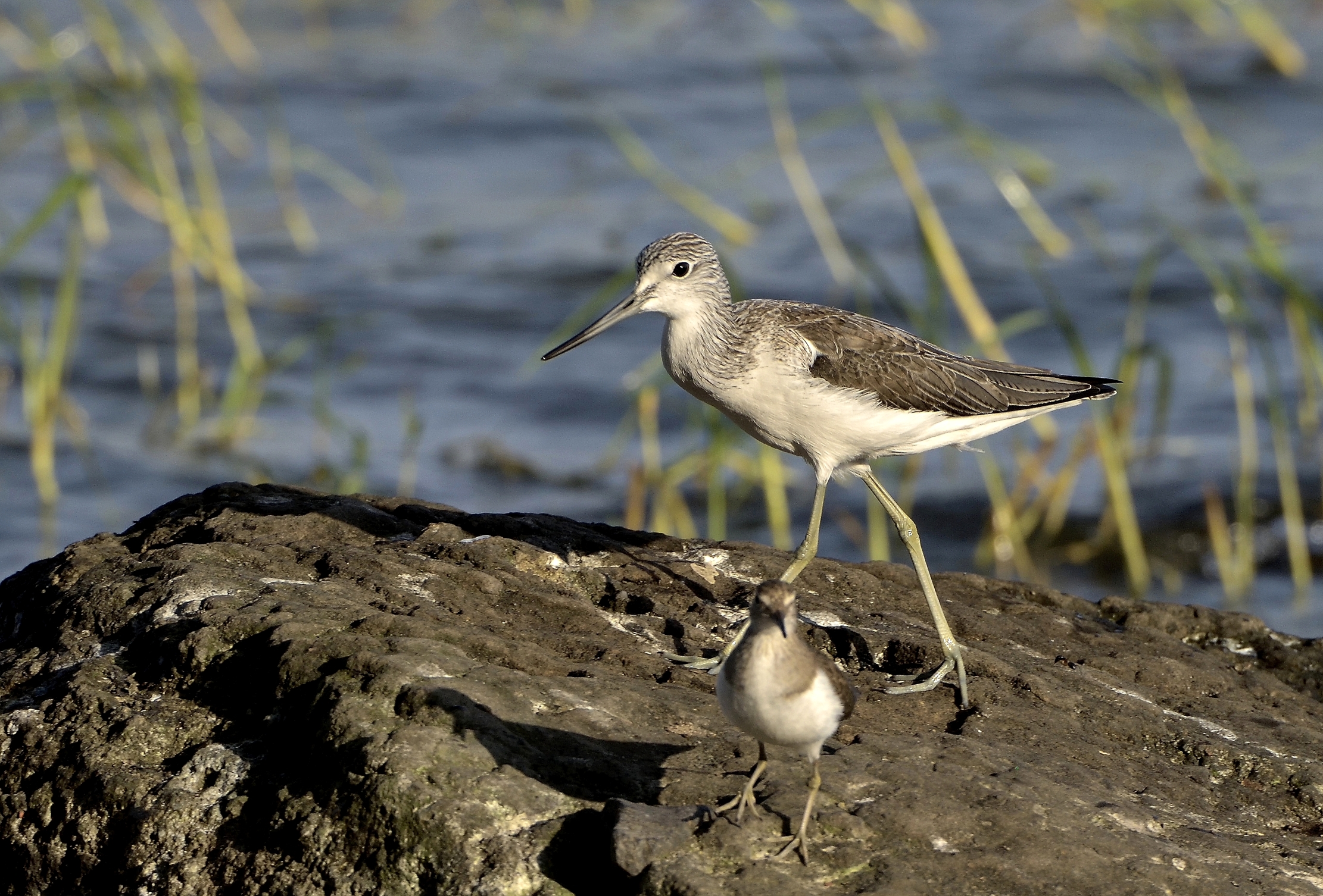 Etiopia 2015 - Pantana sul lago Hawassa