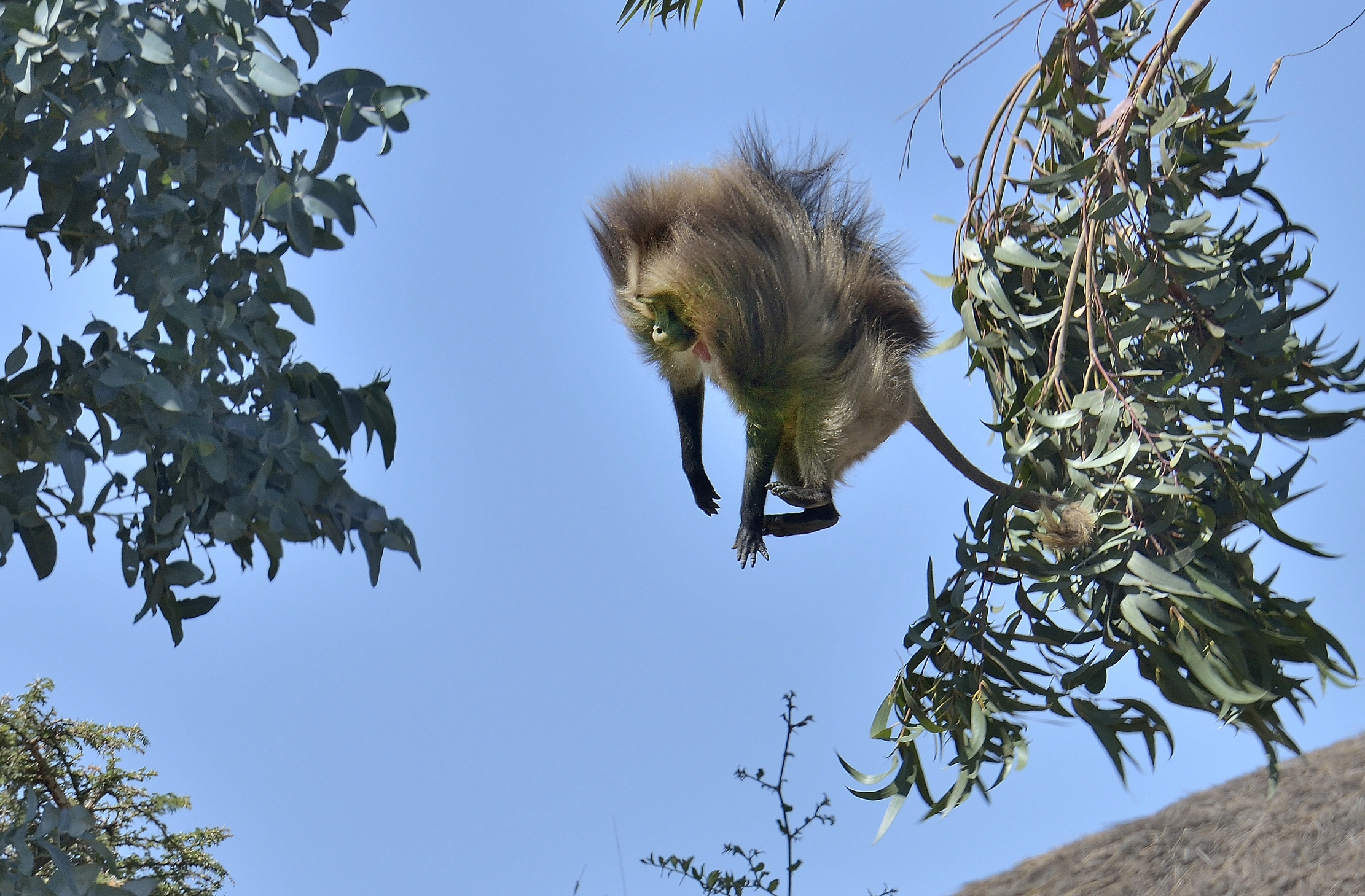 Etiopia 2015 - Il salto del Gelada baboon