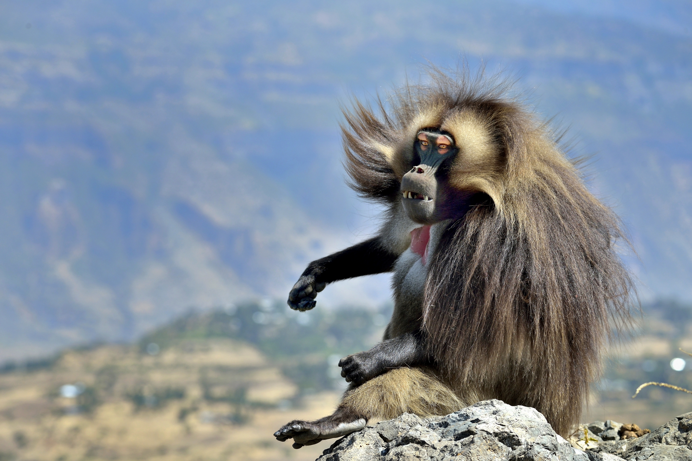Etiopia 2015 - Gelada baboon