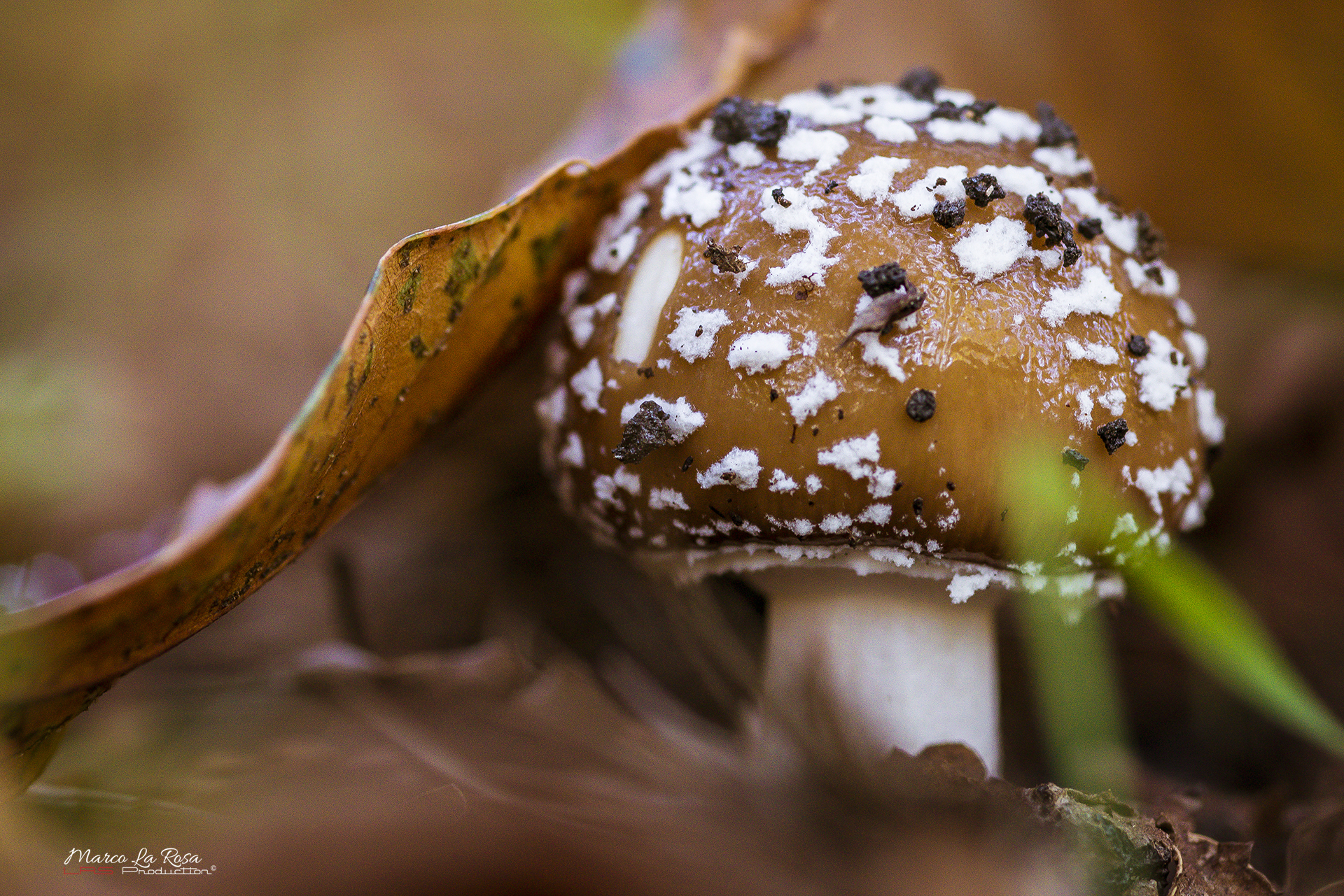 Amanita Phanterina 1