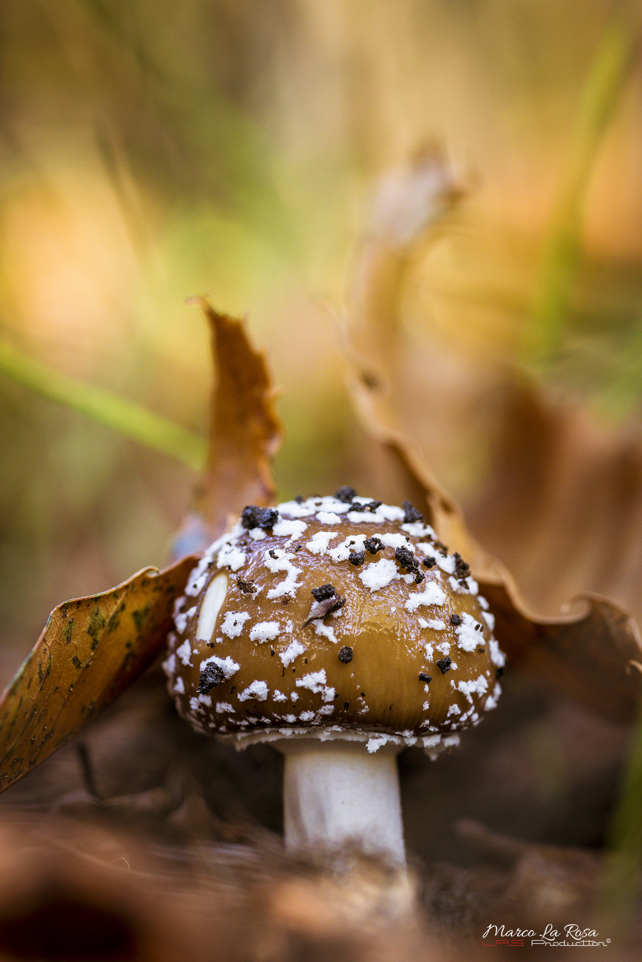 Amanita Phanterina 3
