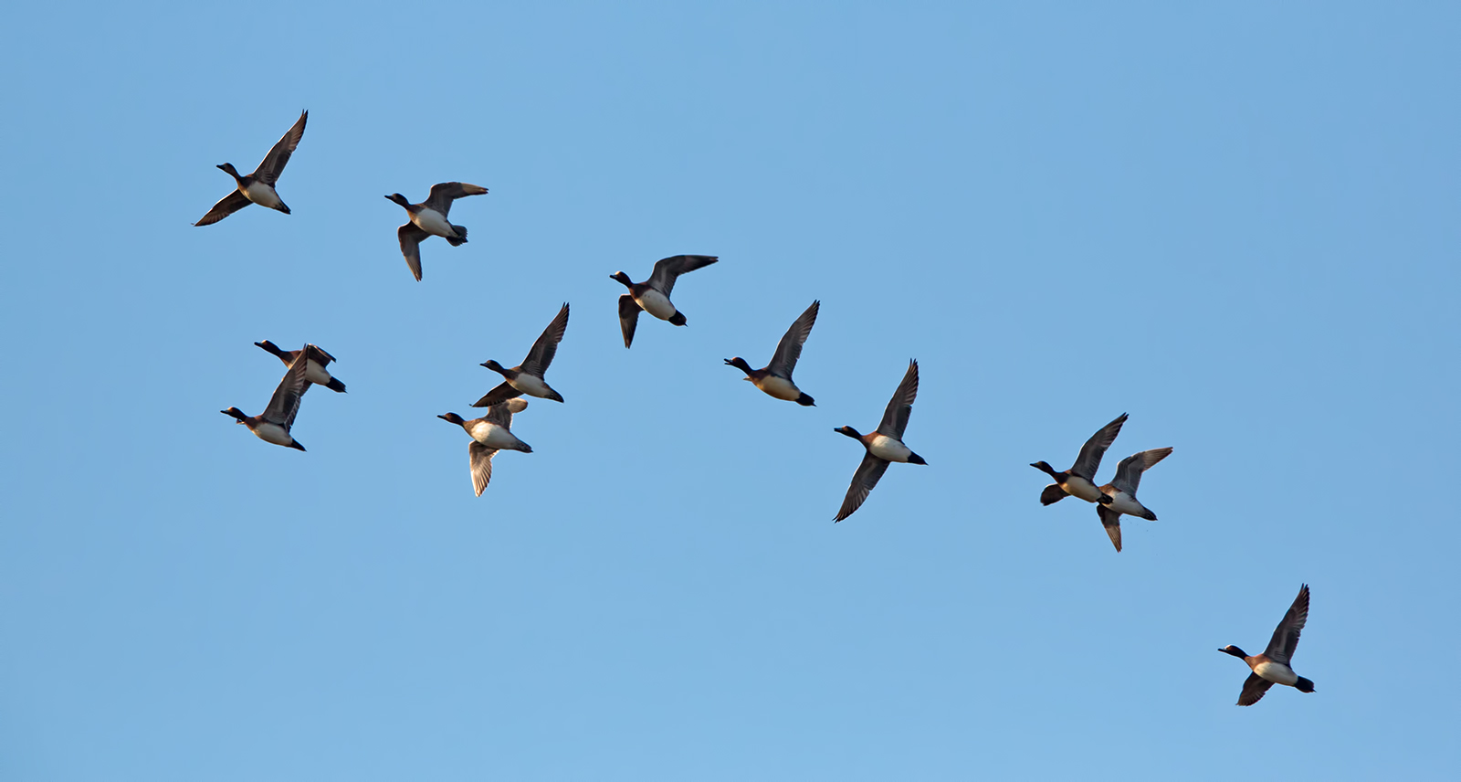 In onore di Maurizio ( fischioni )