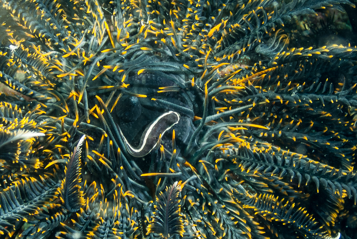 discotrema monogrammum