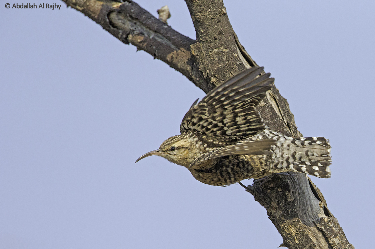 Spotted tree creeper