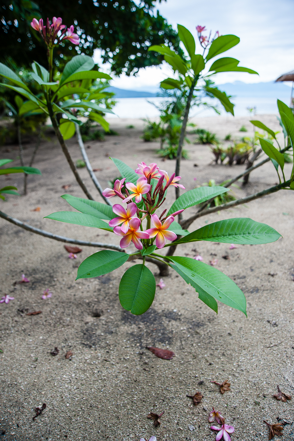 plumeria rubra