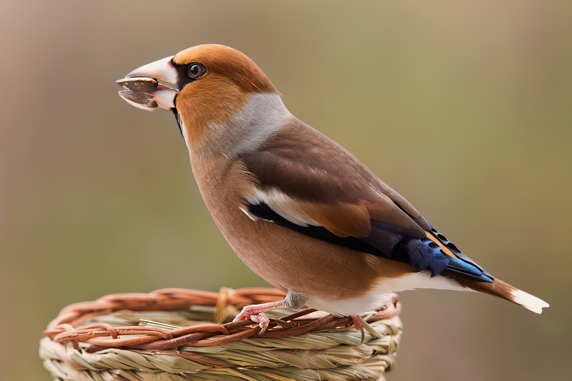 Ormai... un amico :-)