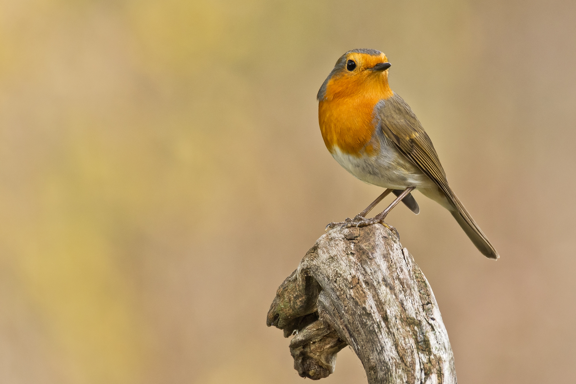 Pettirosso, Erithacus rubecula(L.1758) Muscicapidae