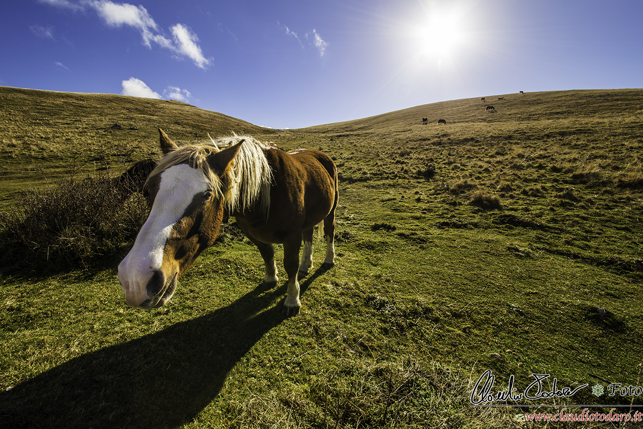 Only the hoses can fly ...