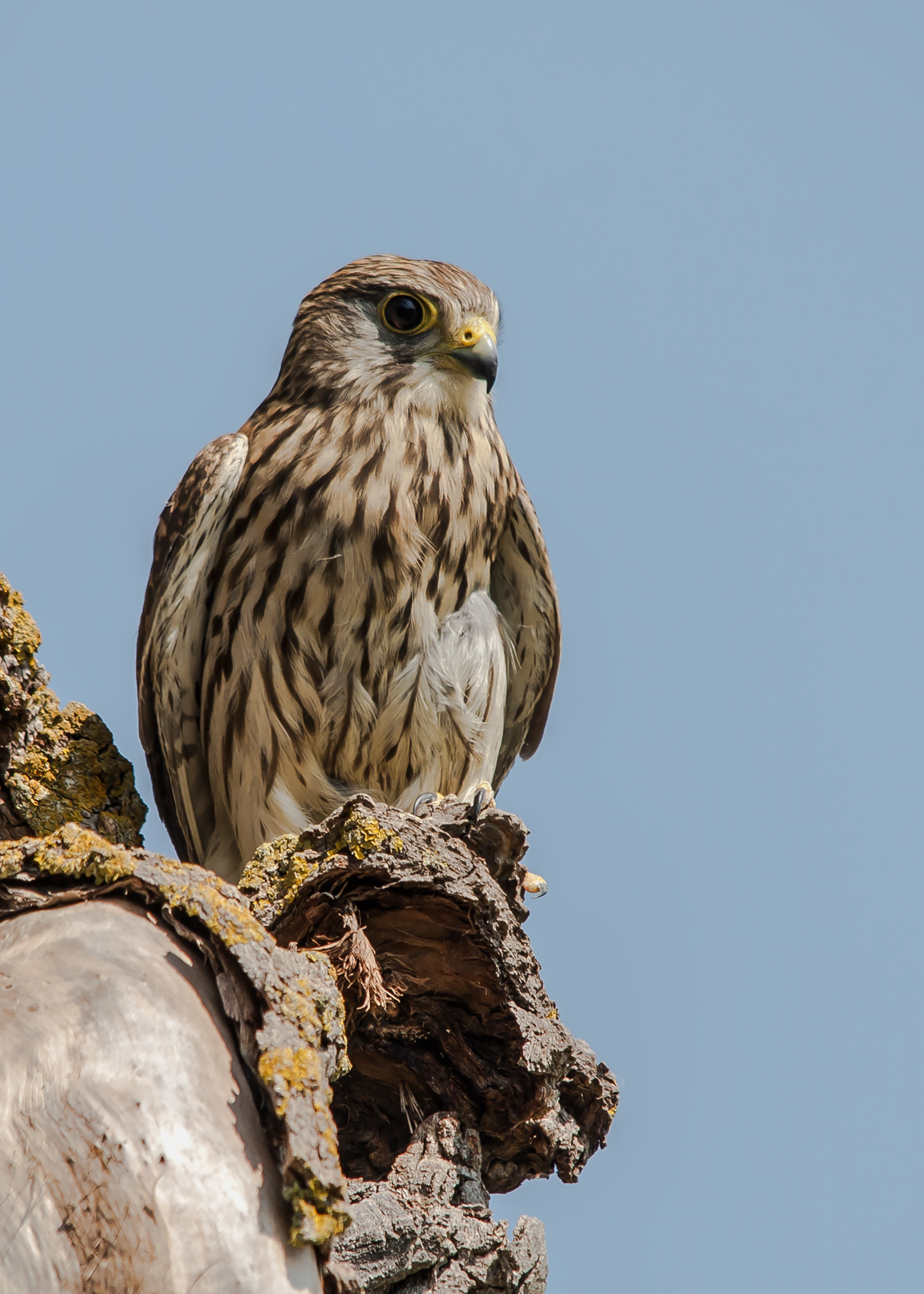 Gheppio (falco tinnunculus)