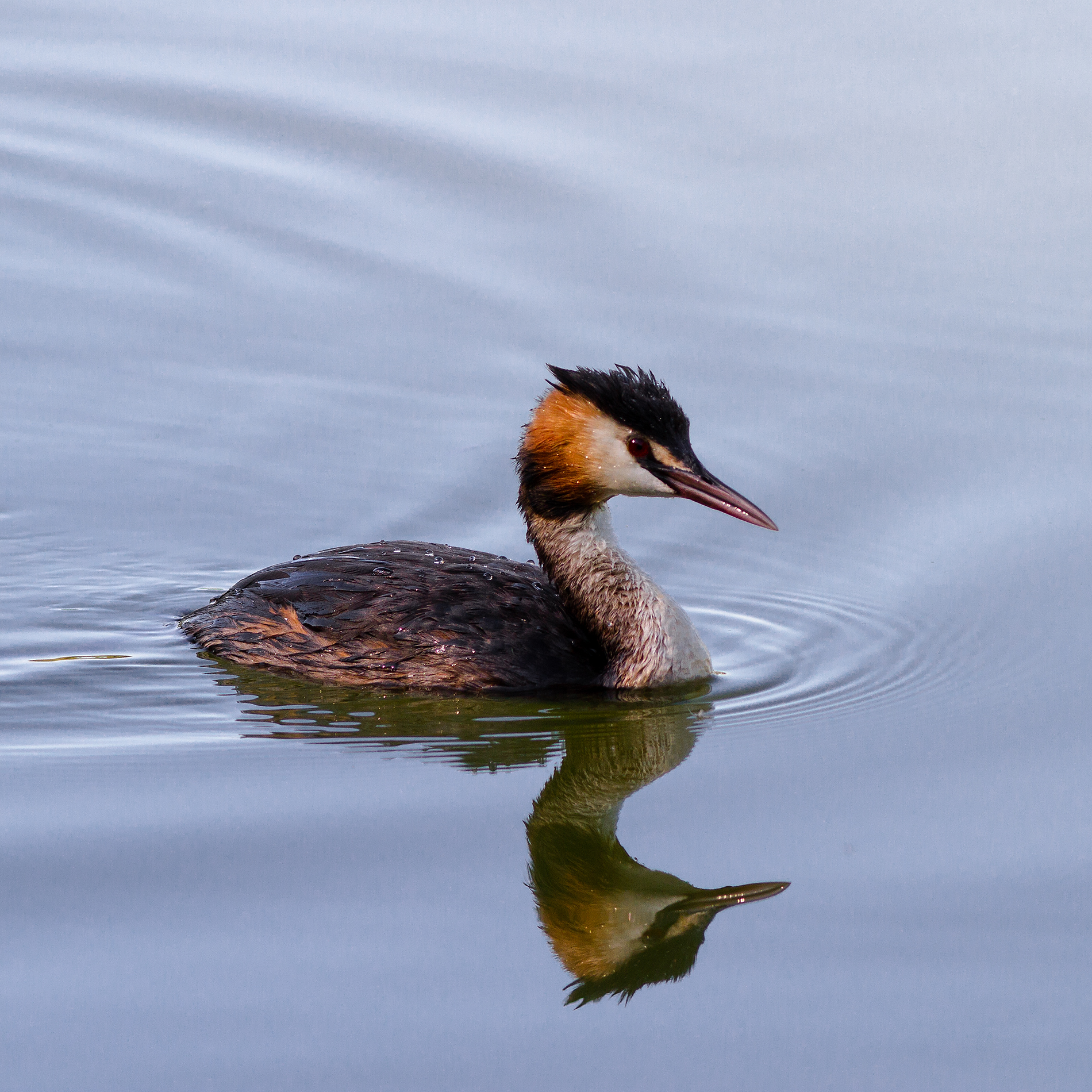 Grebe