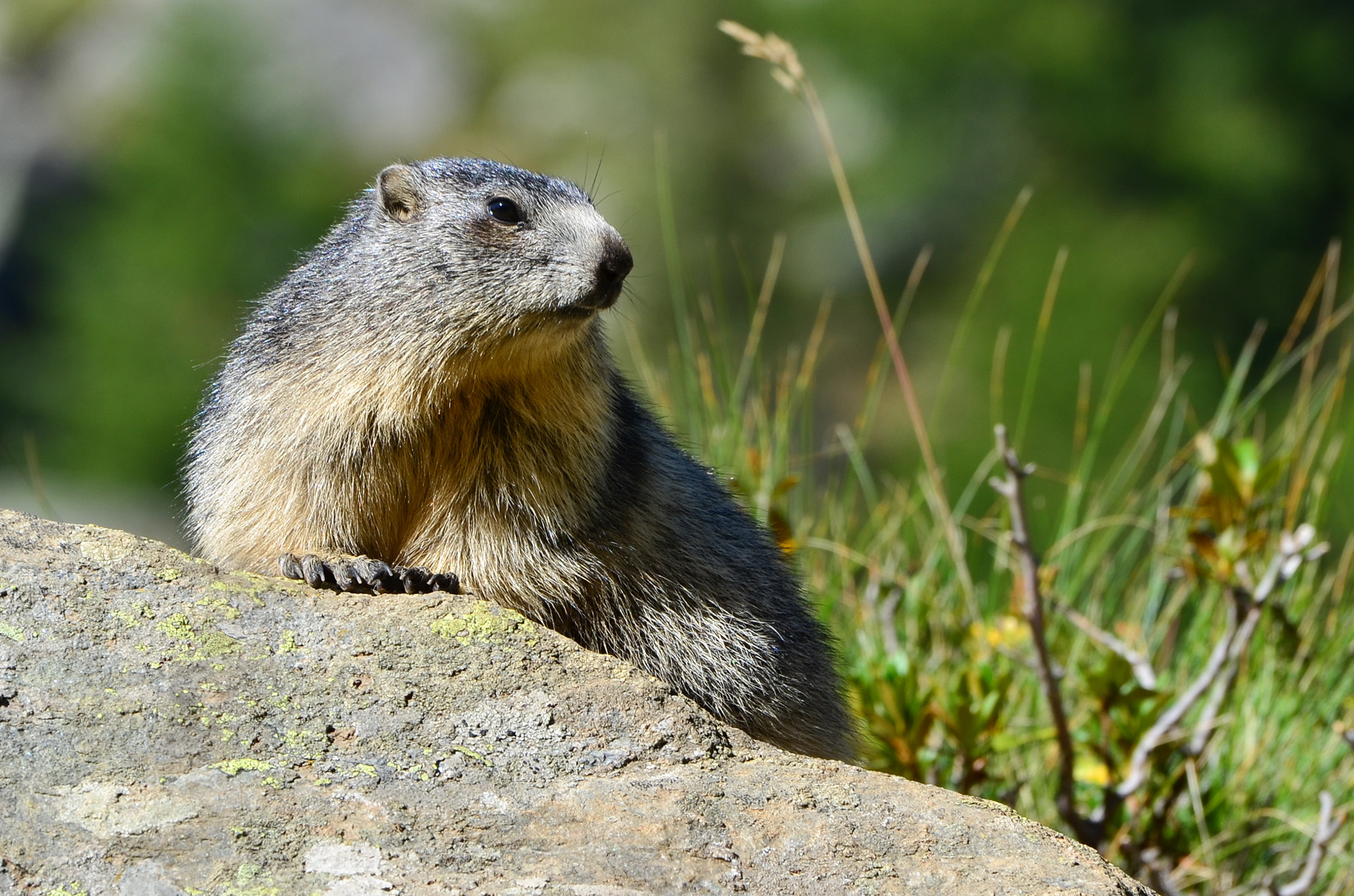 Marmot