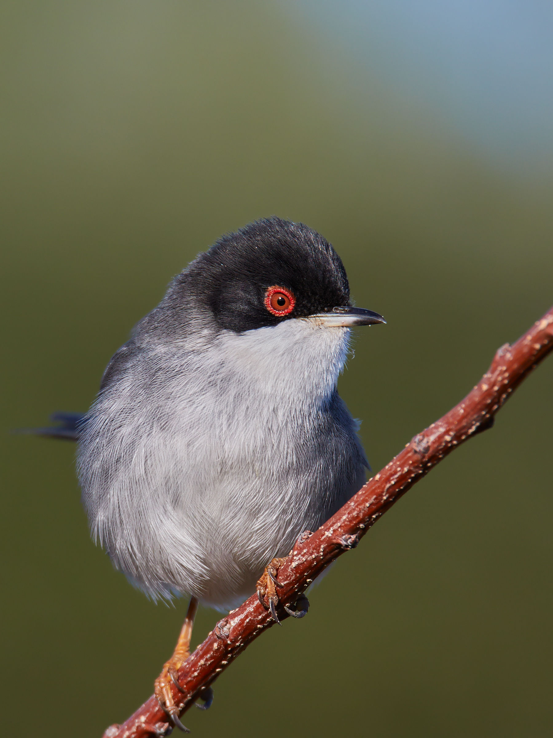 Warbler, male