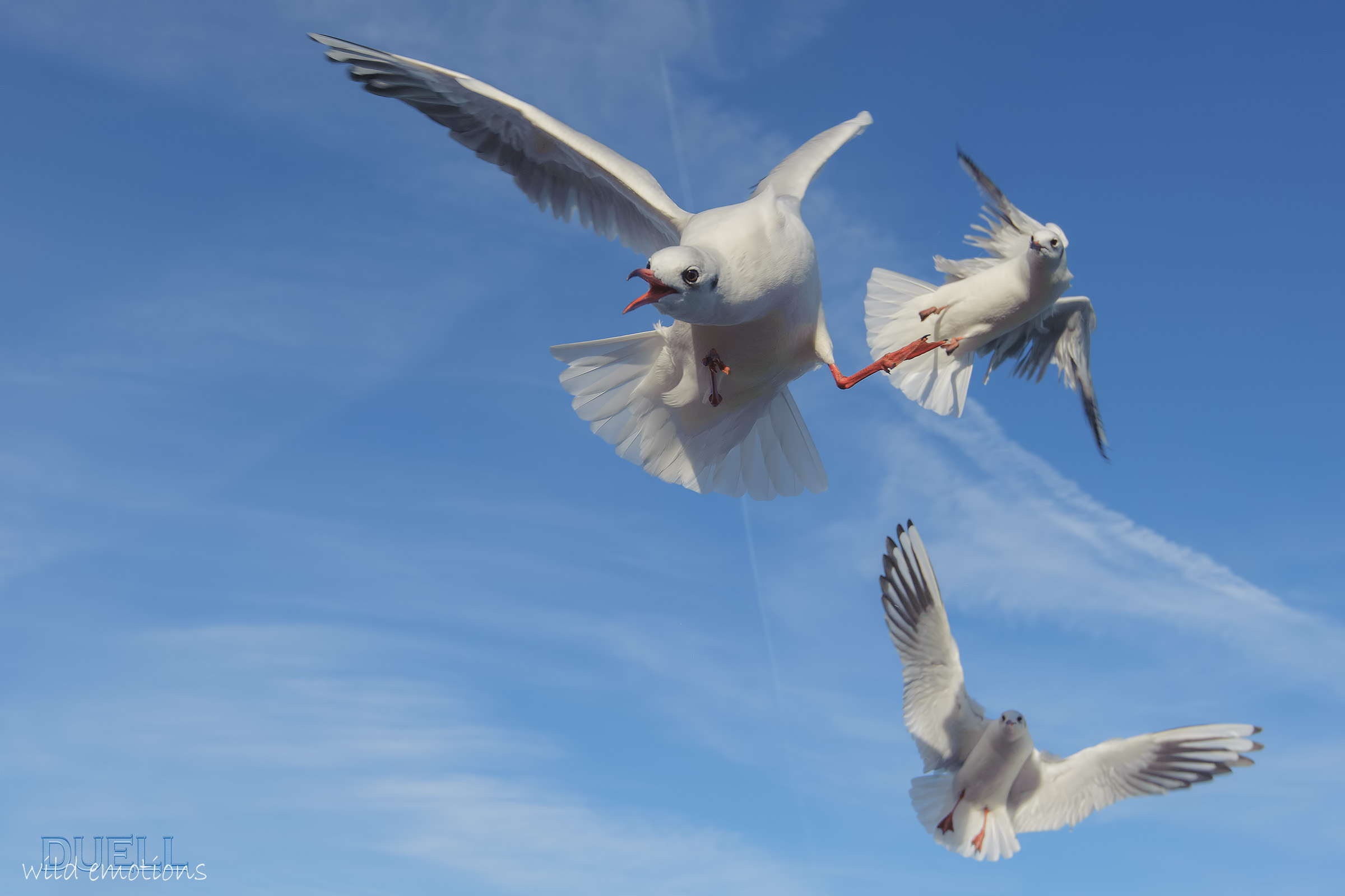 l'alternativa grandangolare