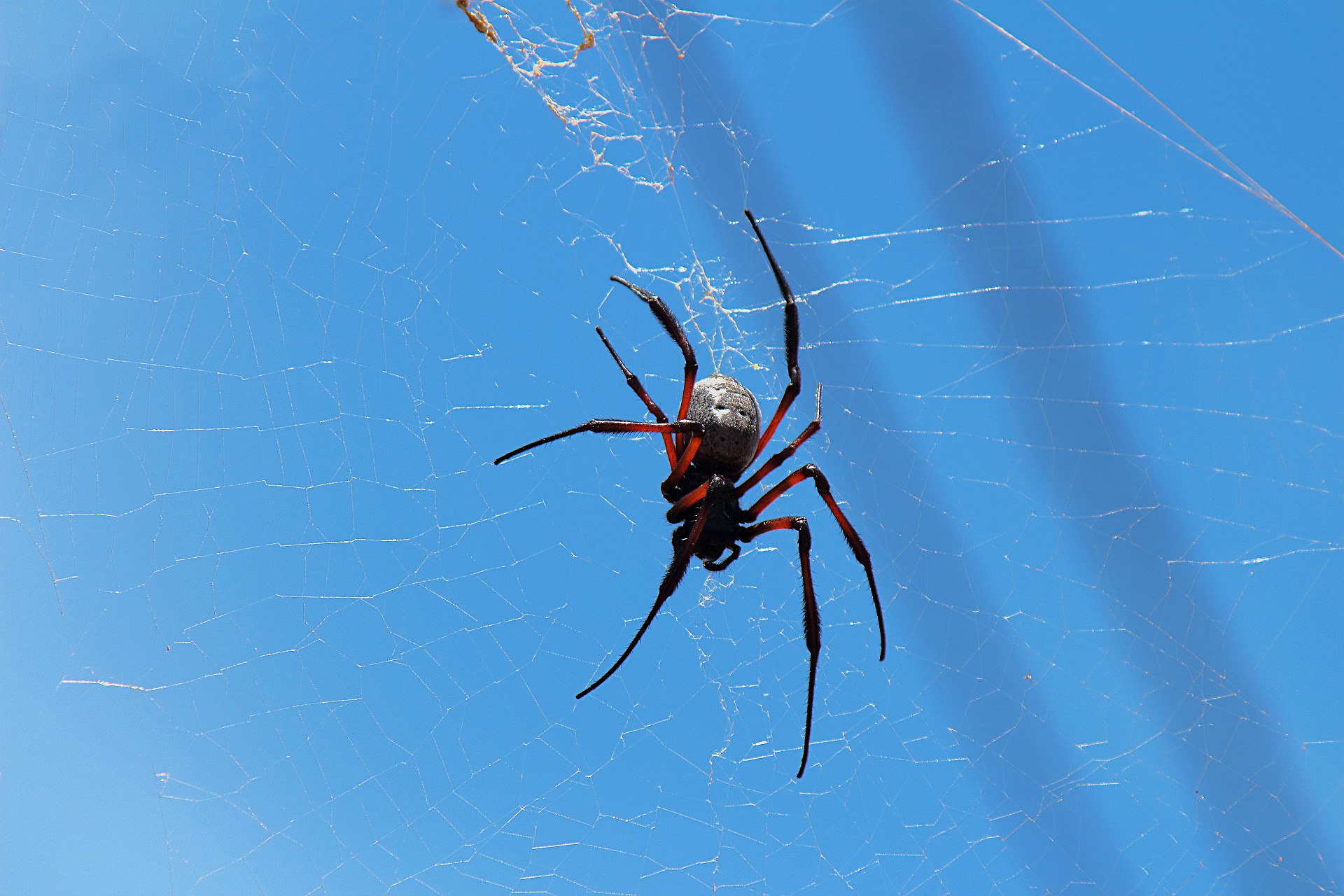 ragno a isola Rodrigues