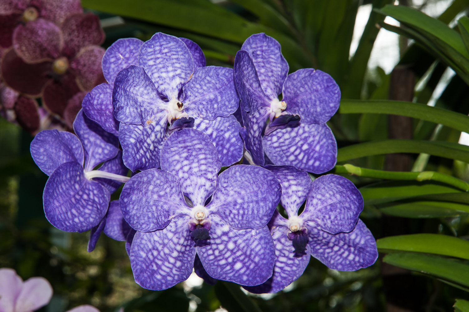 vanda coerulea