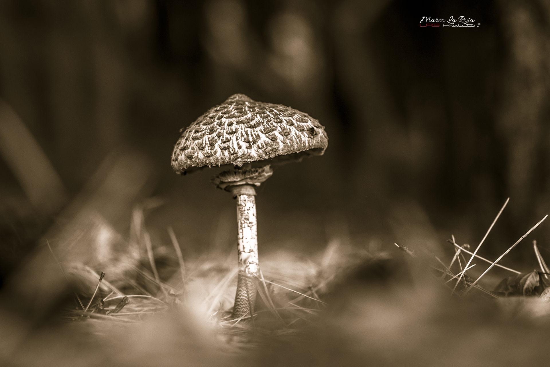 Parasol mushroom 2