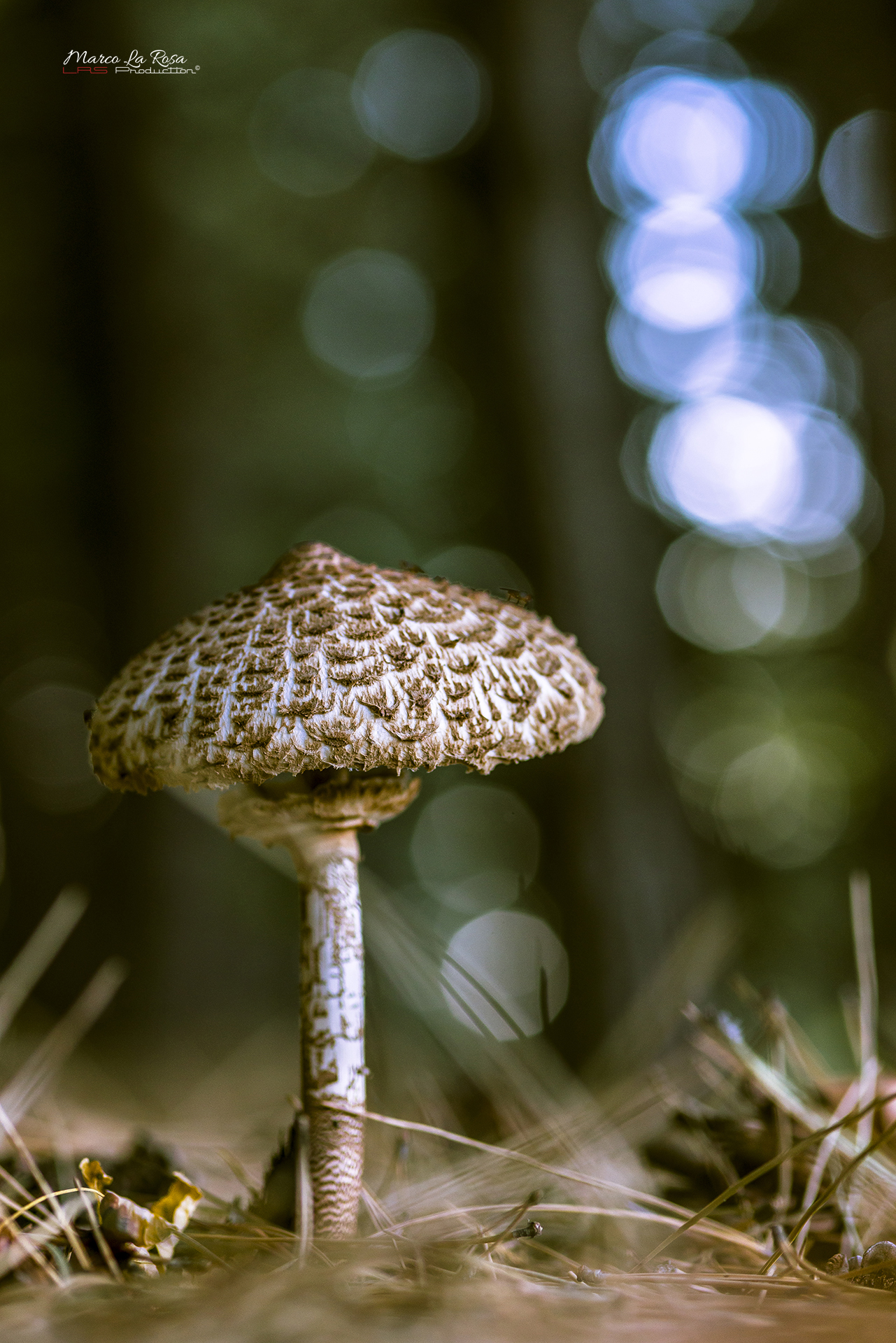 Macrolepiota procera 3