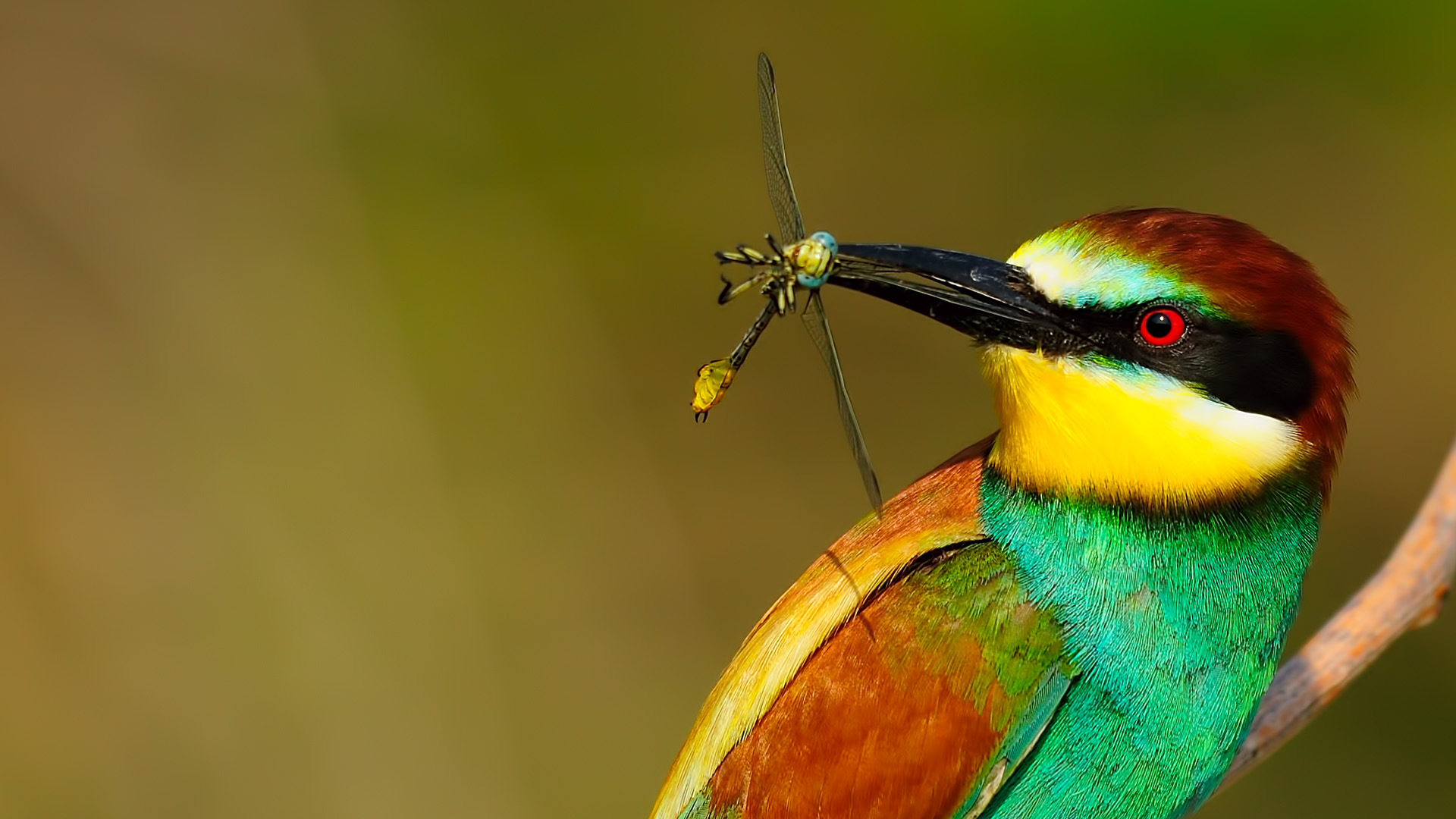 Merops apiaster » Bee-eater