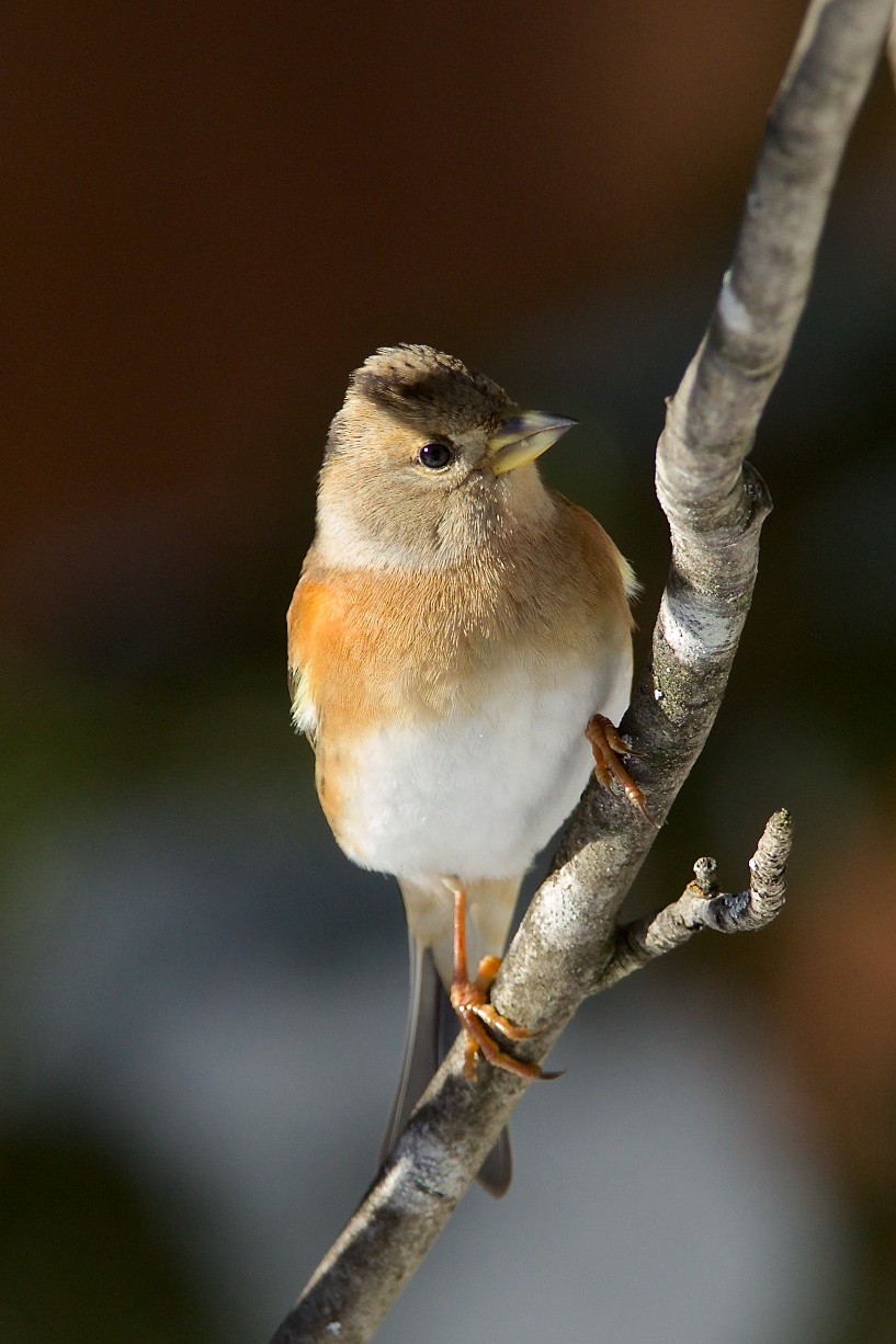 Brambling