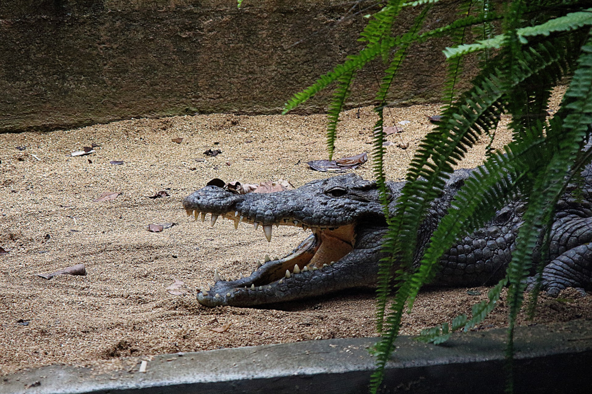 coccodrillo a Mauritius