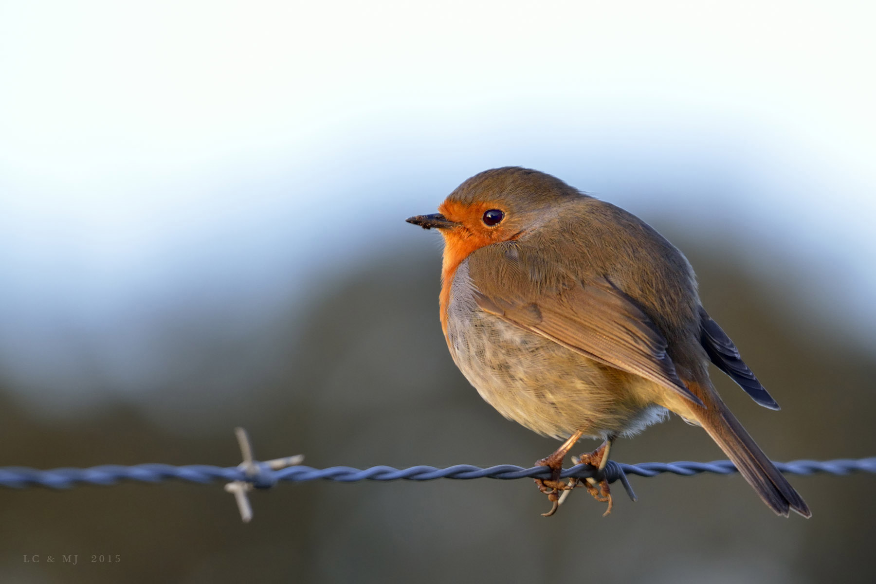 Erithacus rubecula