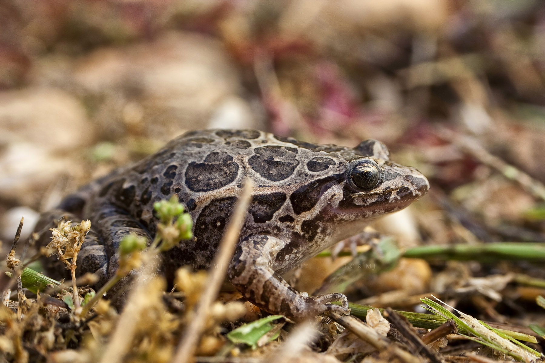 Galganoi Discoglossus