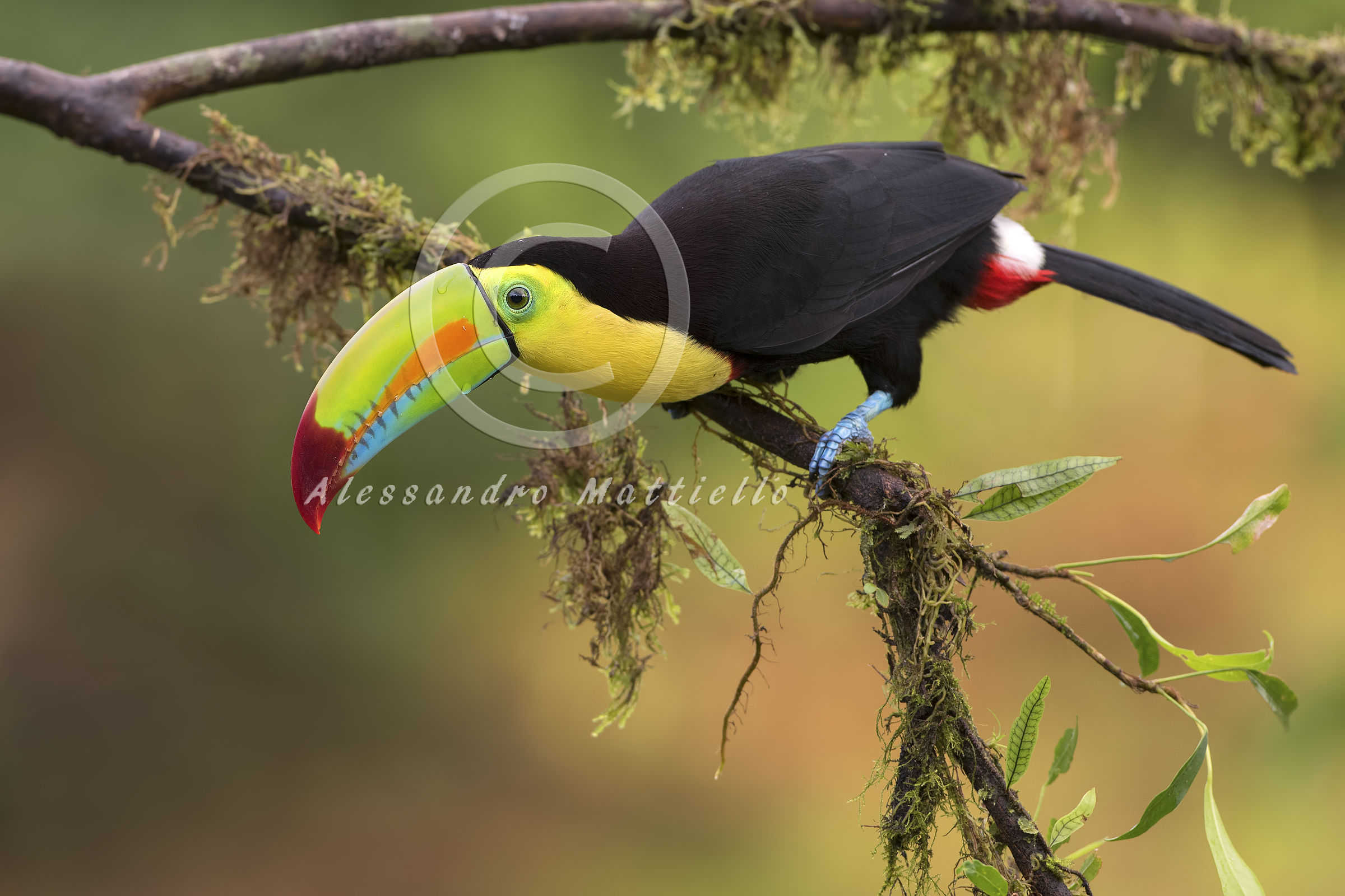 after the rain (Keel-billed Toucan)