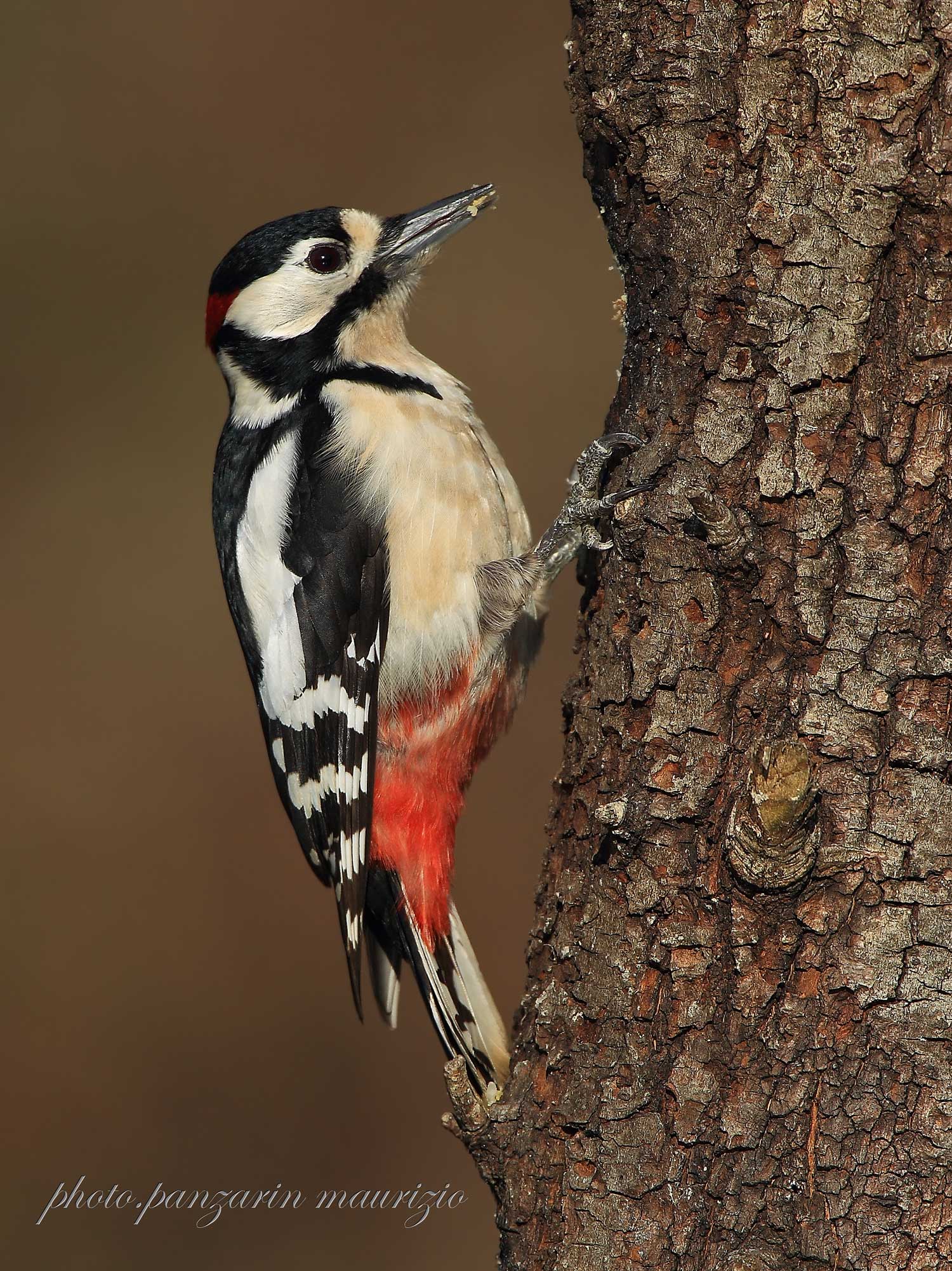 woodpecker